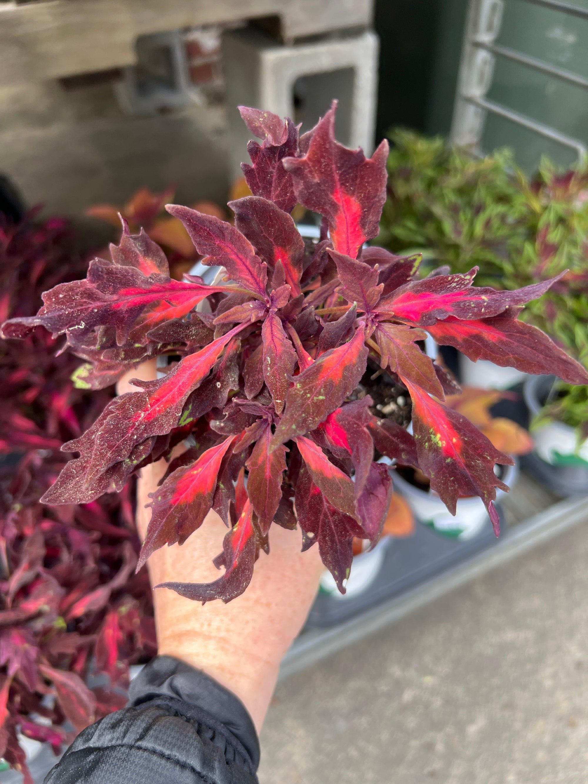 ANNUAL Coleus Flame Thrower Adobo Pink