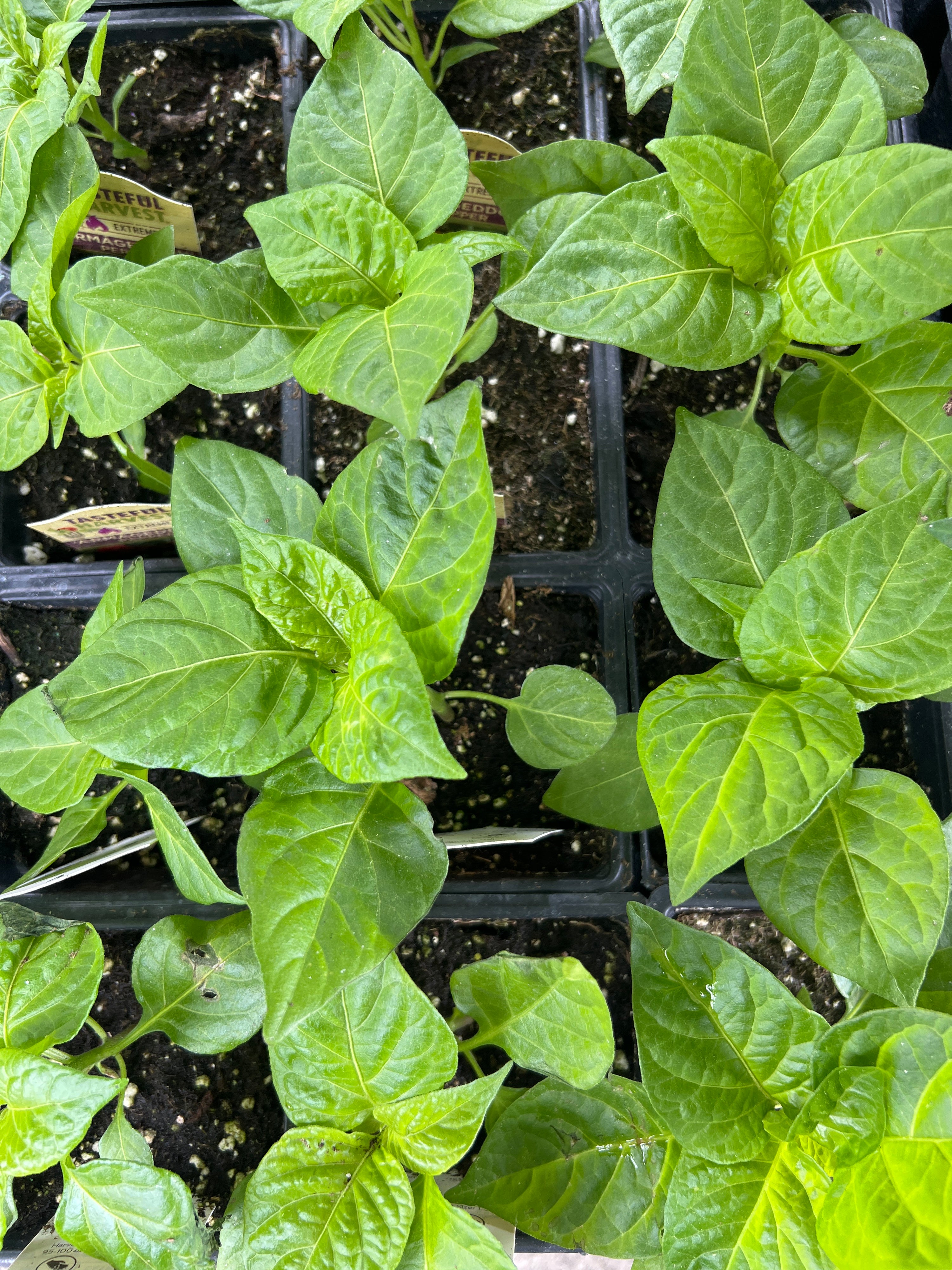 HARVEST Peppers 'Armageddon'