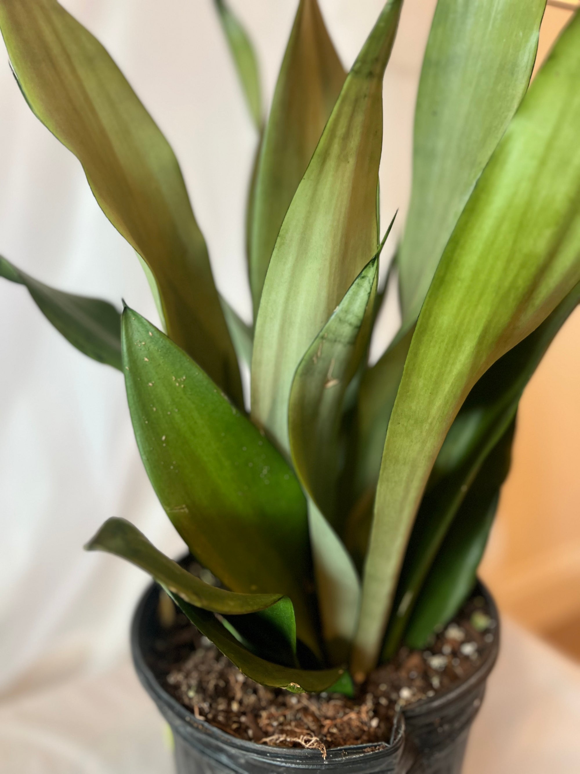 SANSEVIERIA Moonshine 10”