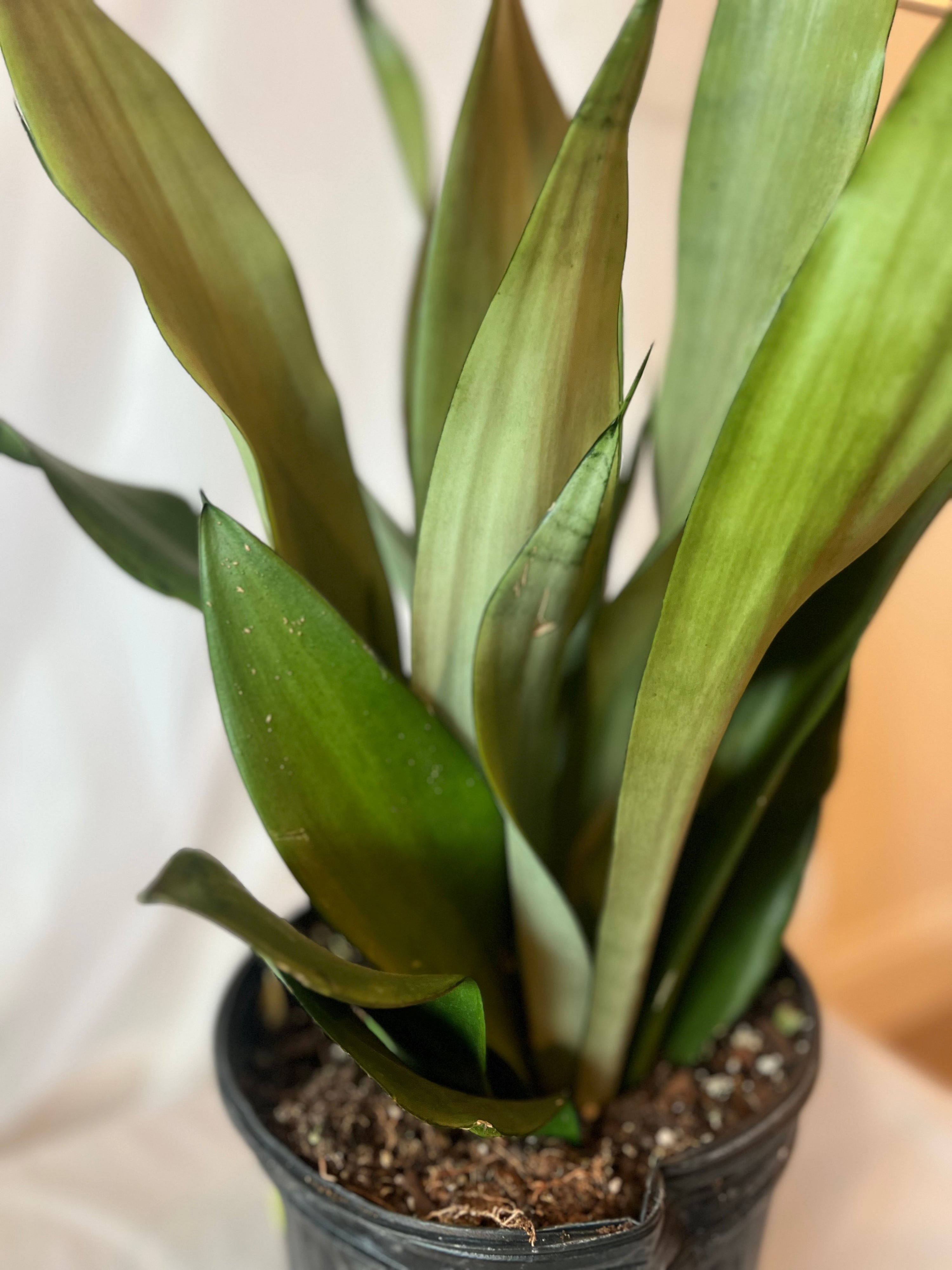 SANSEVIERIA Moonshine 10”