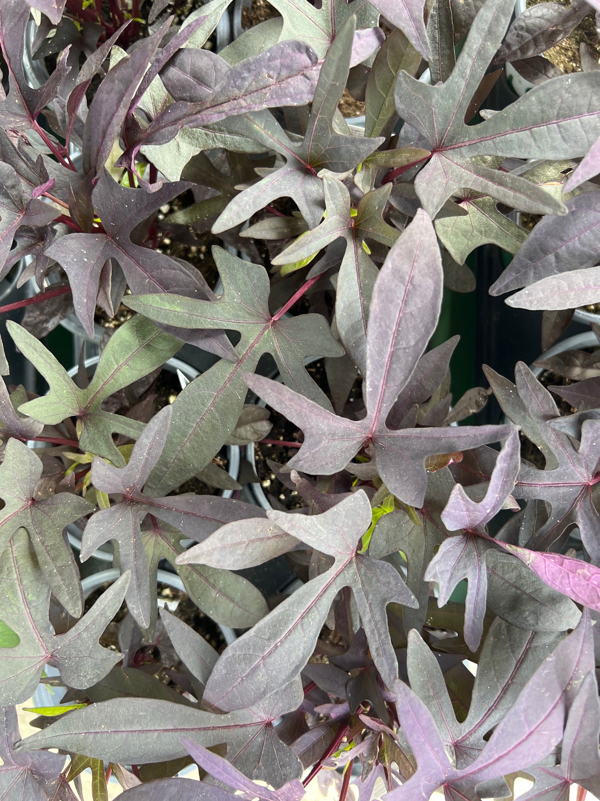 ANNUAL Ipomoea Blackie