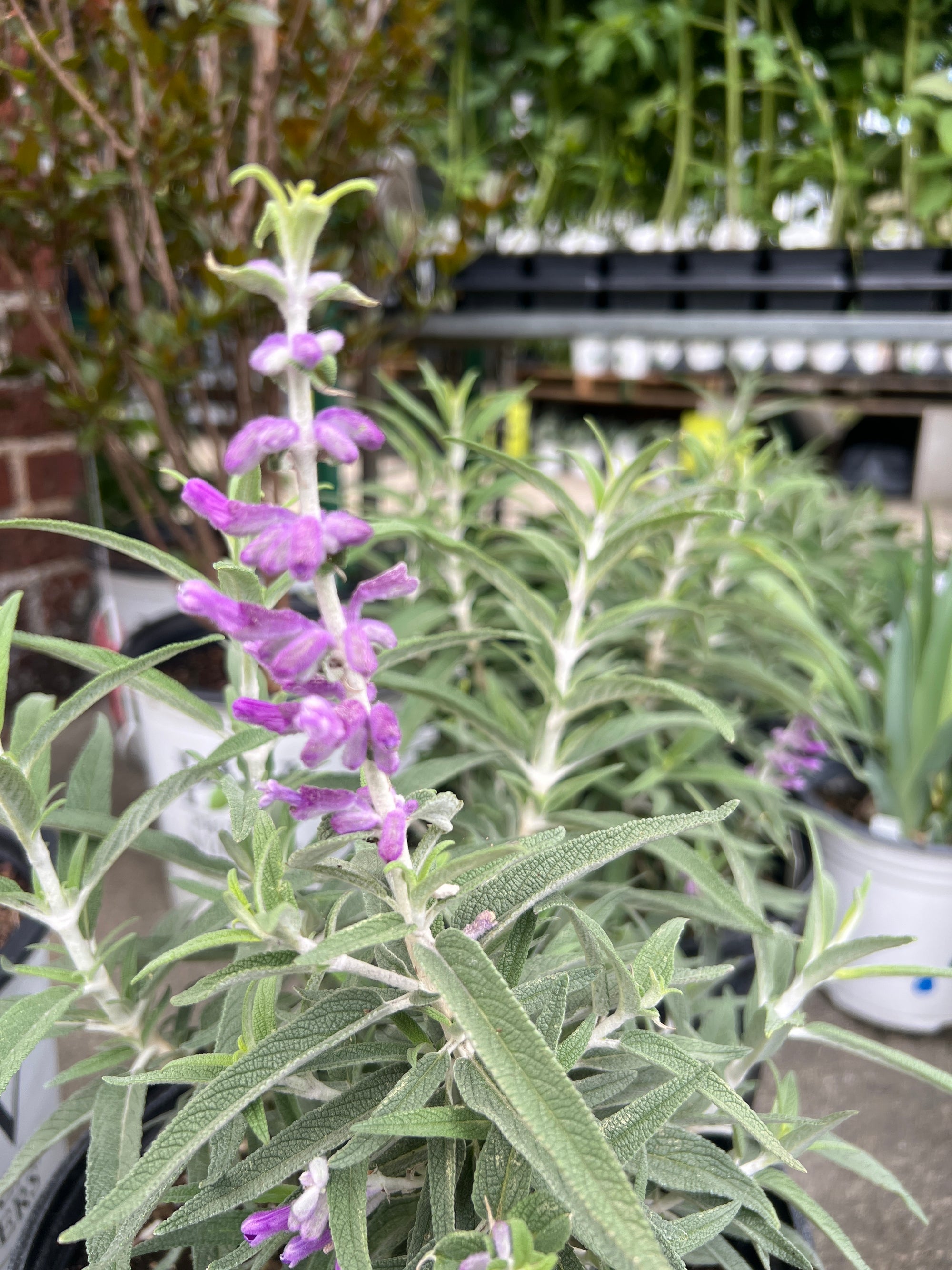 PERENNIAL Mexican Sage Bush 'Santa Barbera'