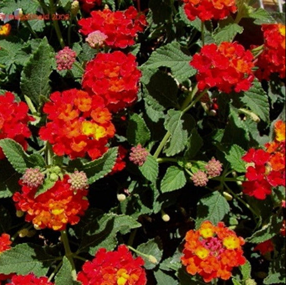 Lantana Bloomify™ Red