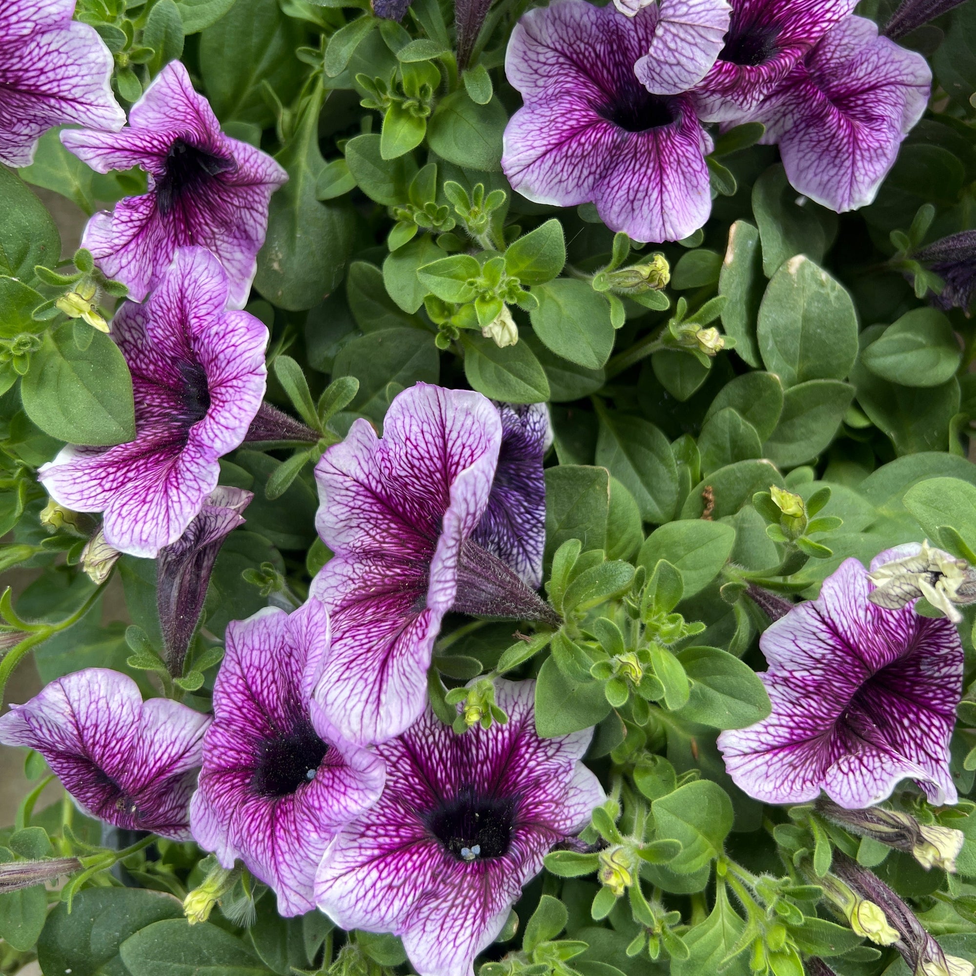 ANNUAL Supertunia Bordeaux PW
