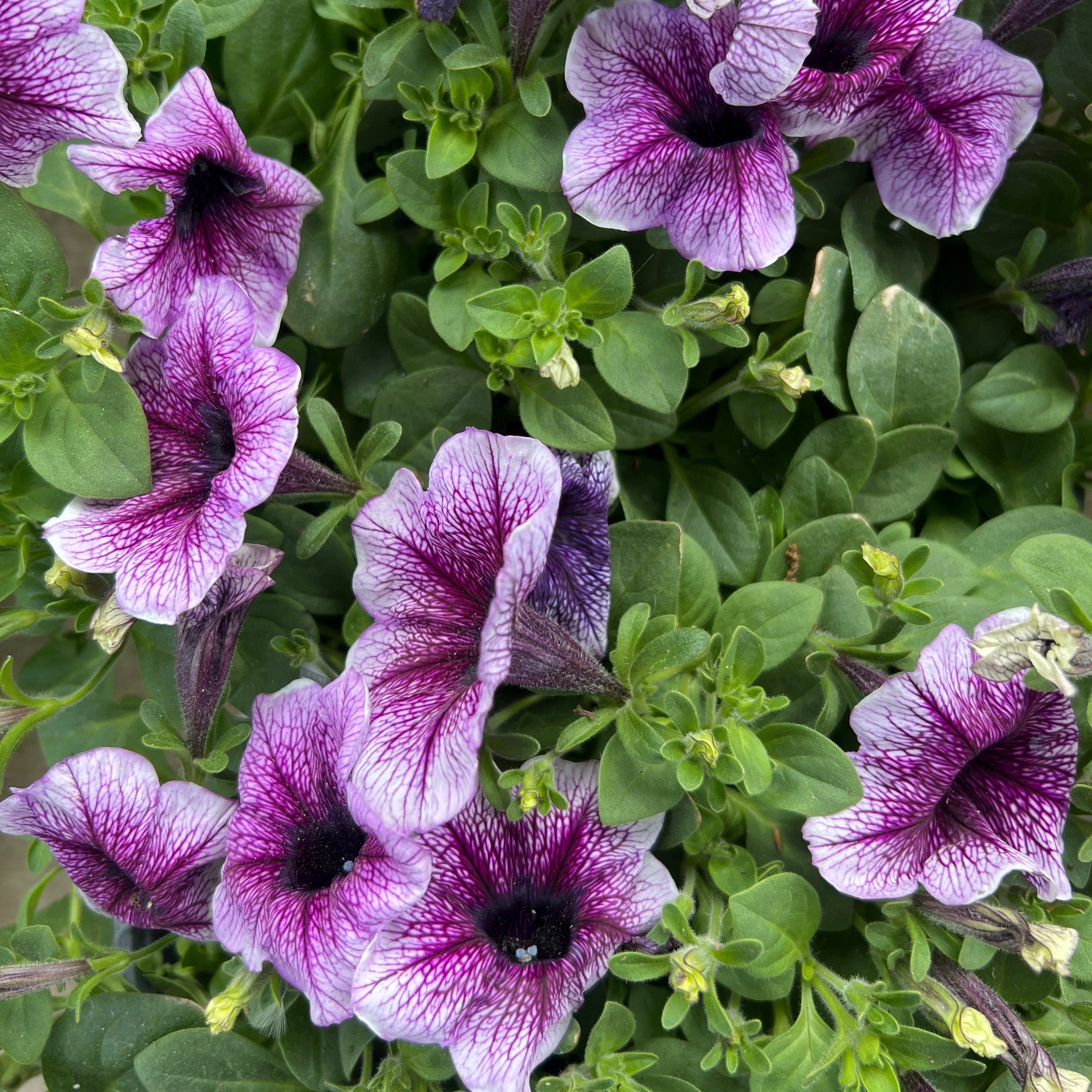 ANNUAL Supertunia Bordeaux PW