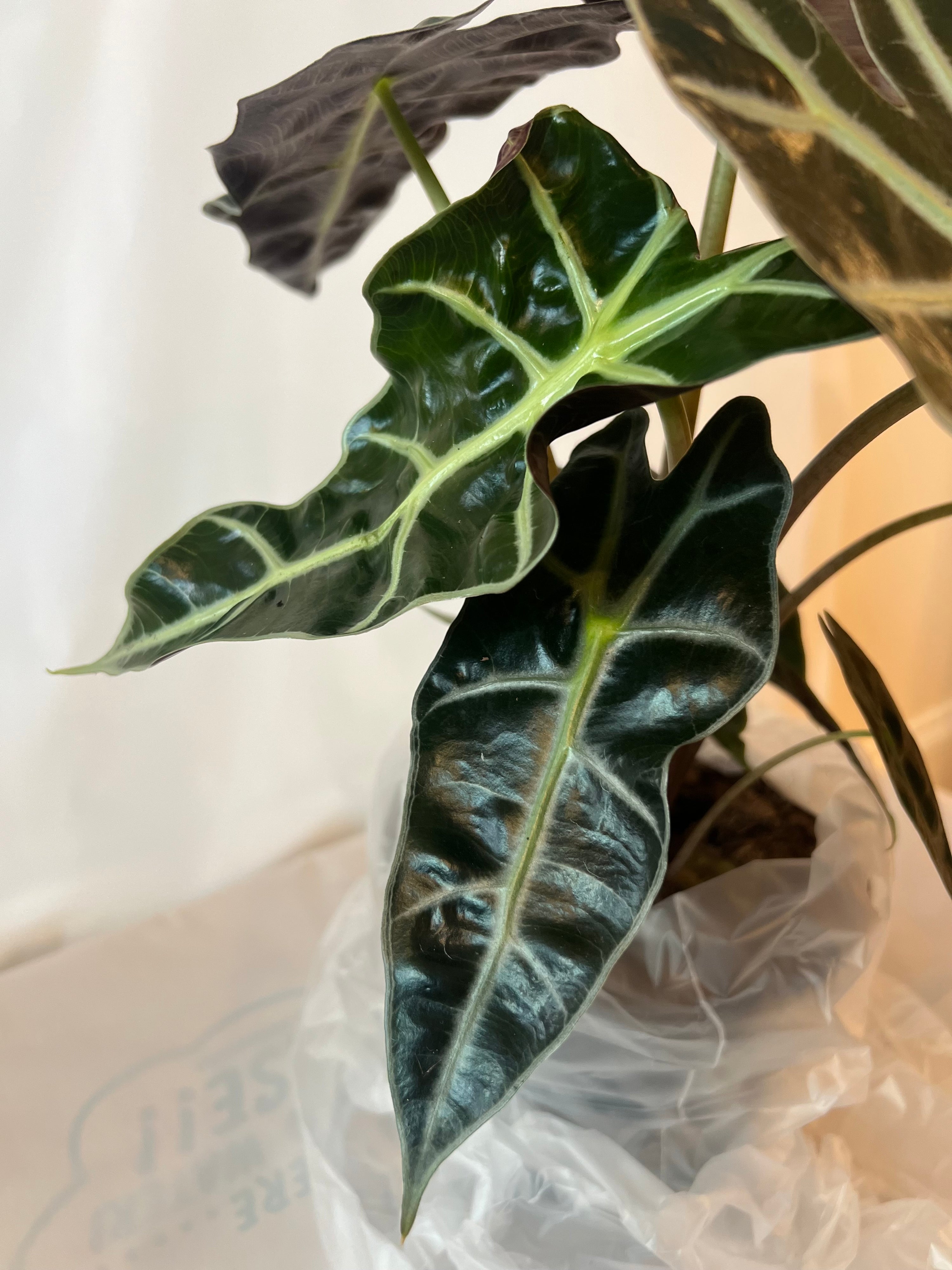 Alocasia Amazonica 6”