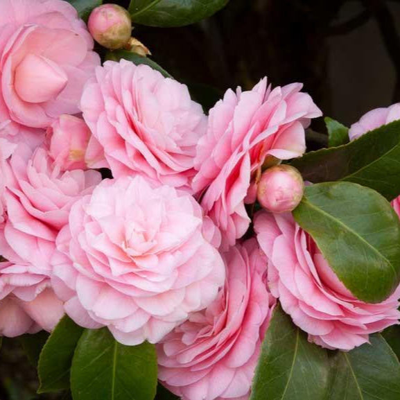 'Debutante' Camellia