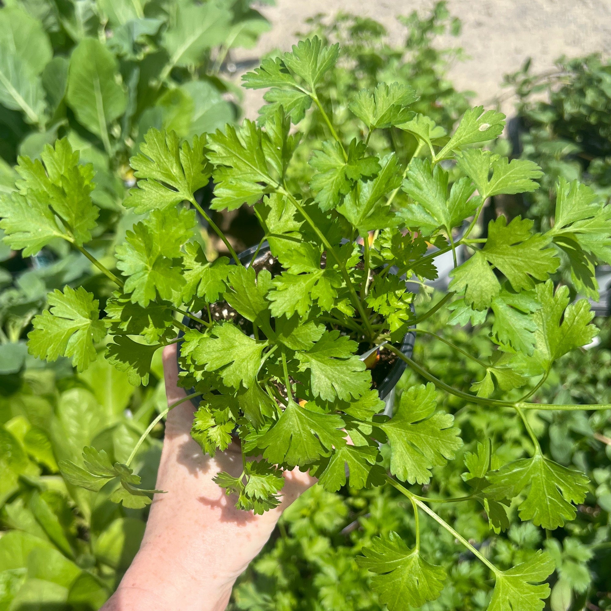 HERB 'Italian Plain' Parsley