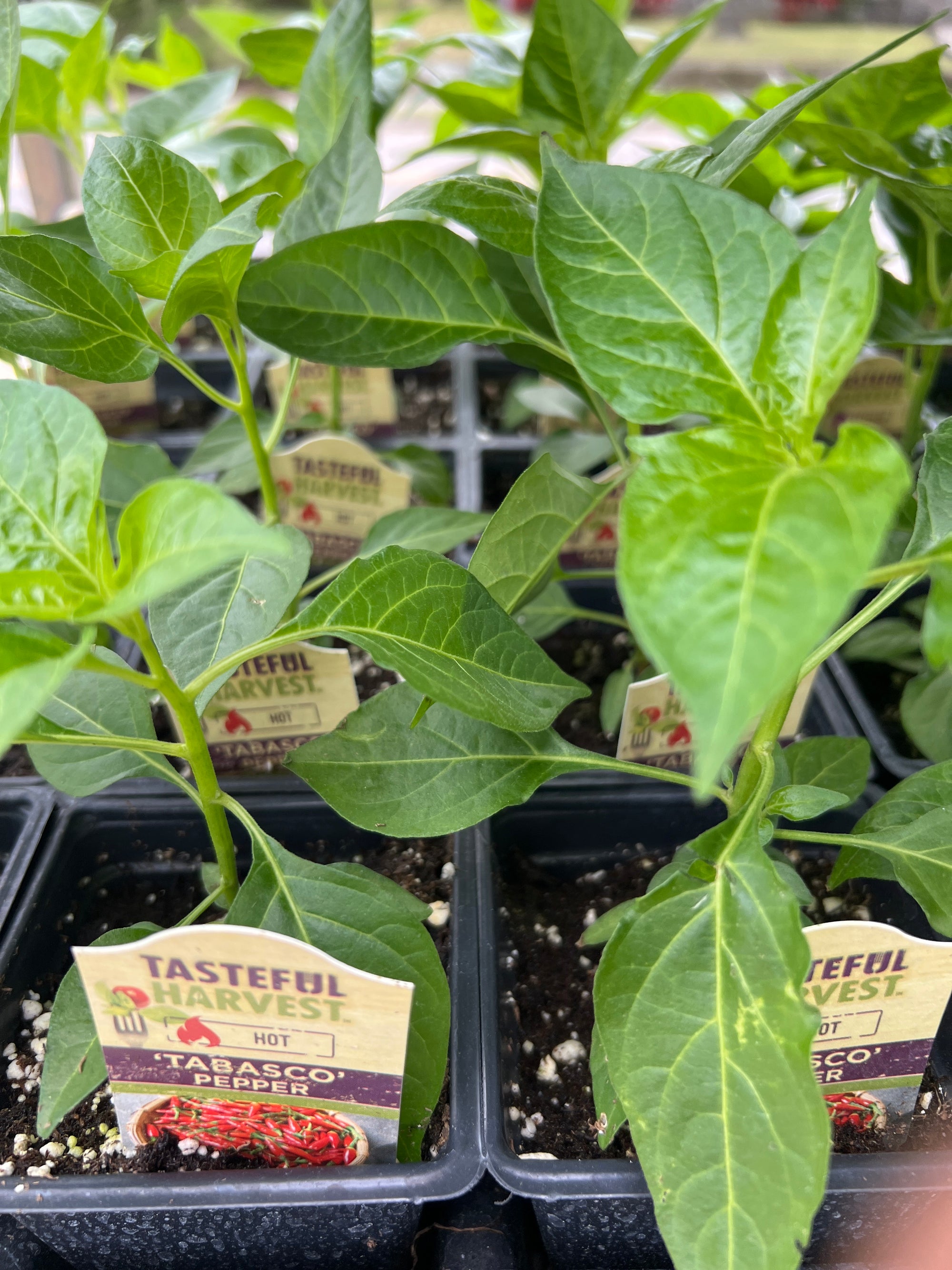 HARVEST Peppers Tabasco
