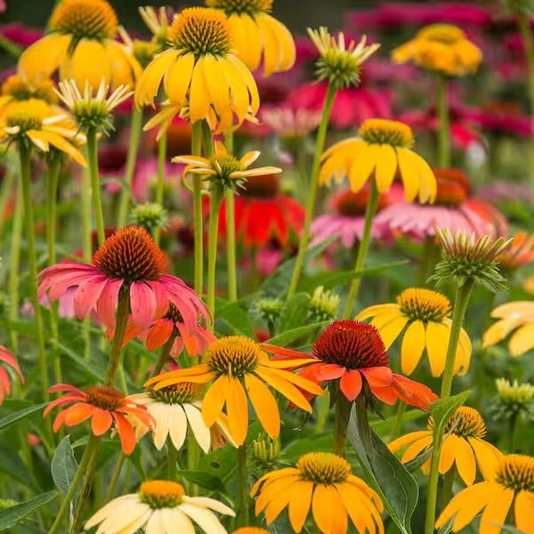 Echinacea ‘Cheyenne Spirit’