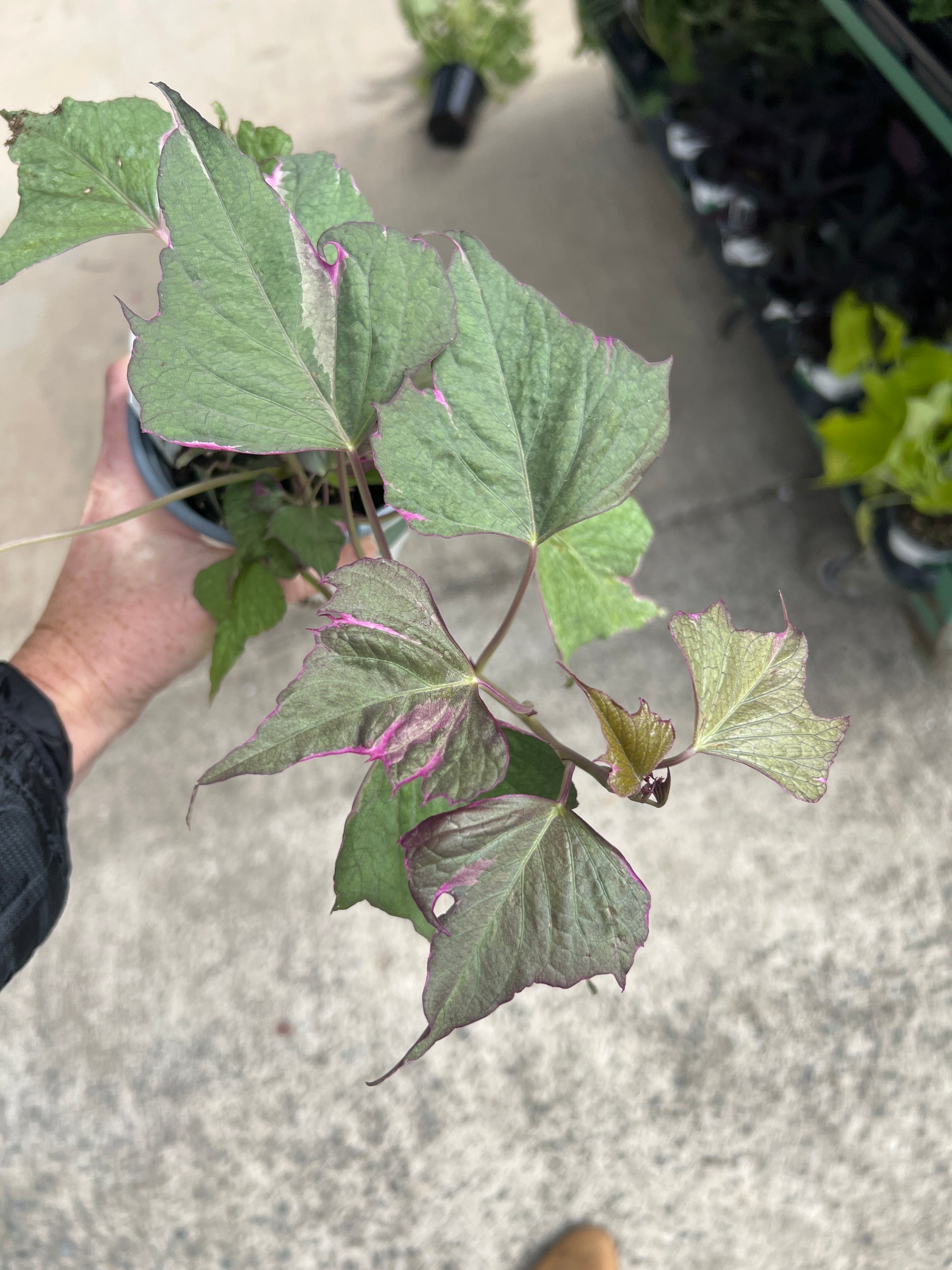 ANNUAL Ipomoea Tri-Color