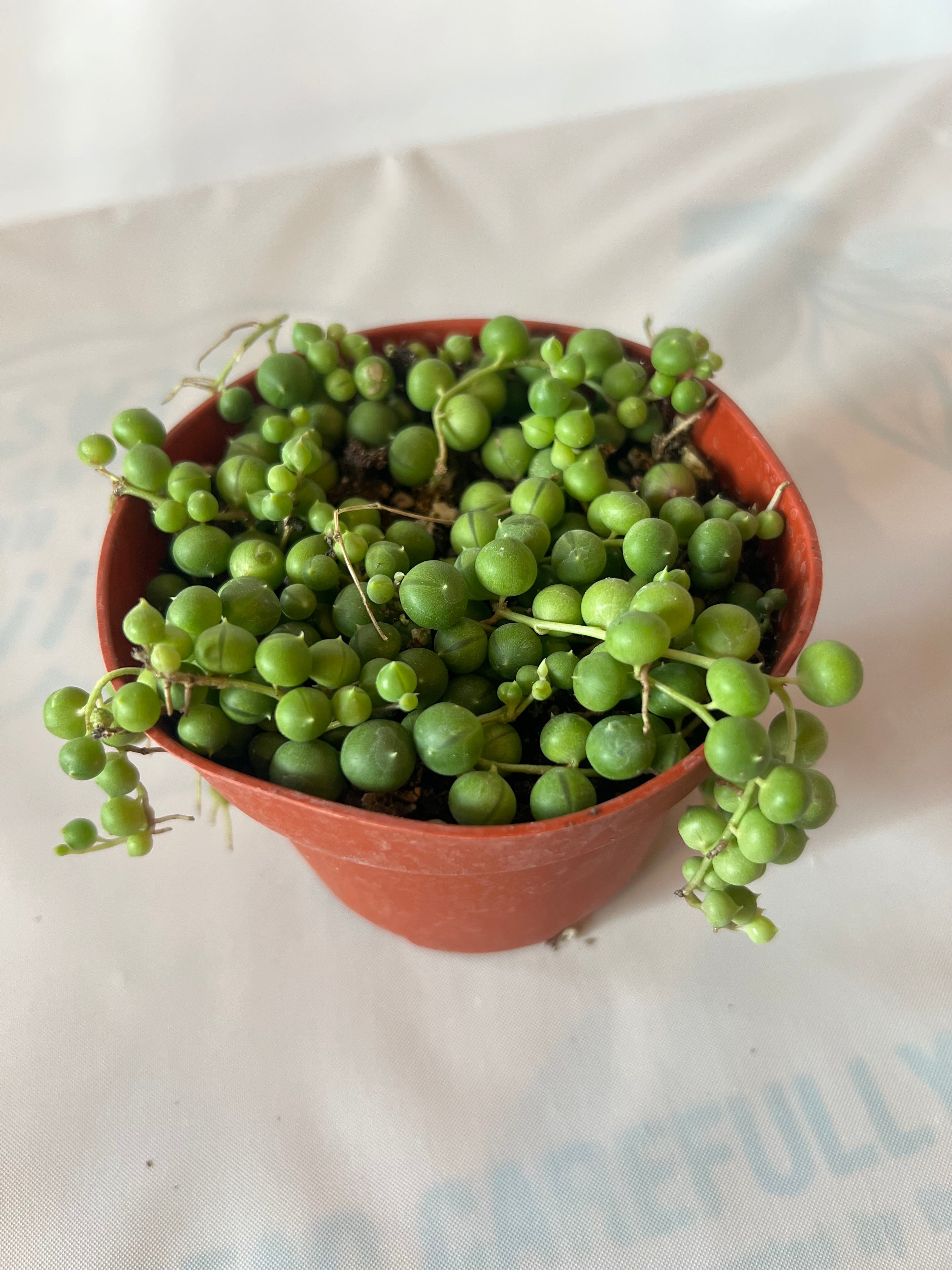 Succulents String of Pearls 4”