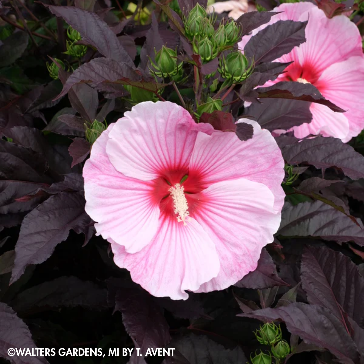 PERENNIAL Hibiscus ‘Starry Starry Night’