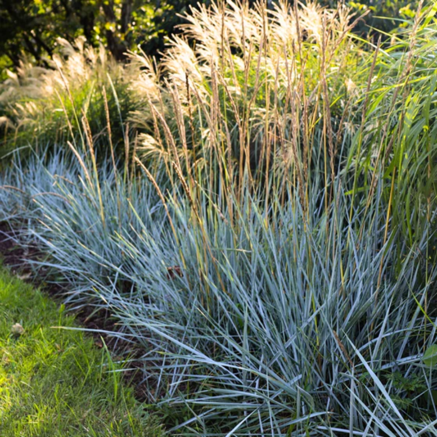 Blue Dune Lyme Grass
