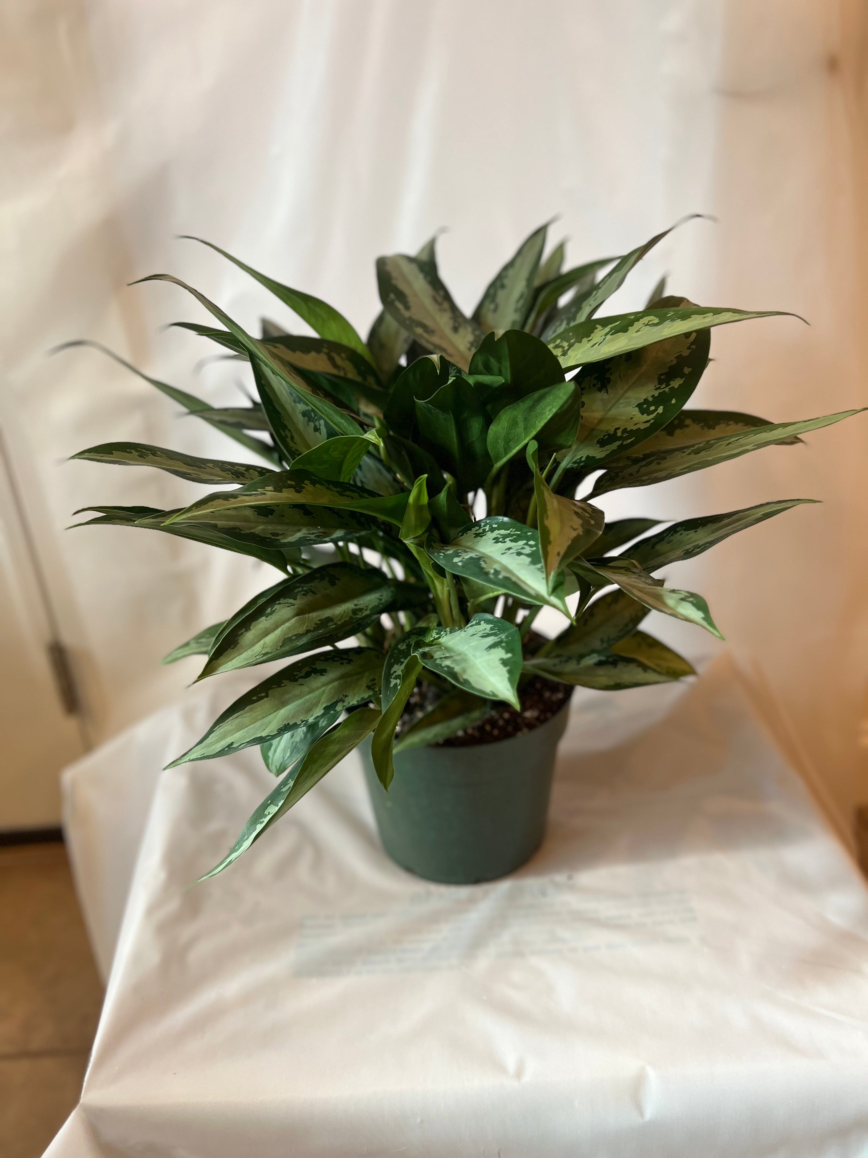 Aglaonema Jubilee 8”