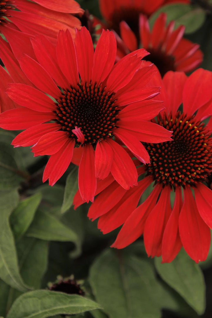 Echinacea 'Panama Red'