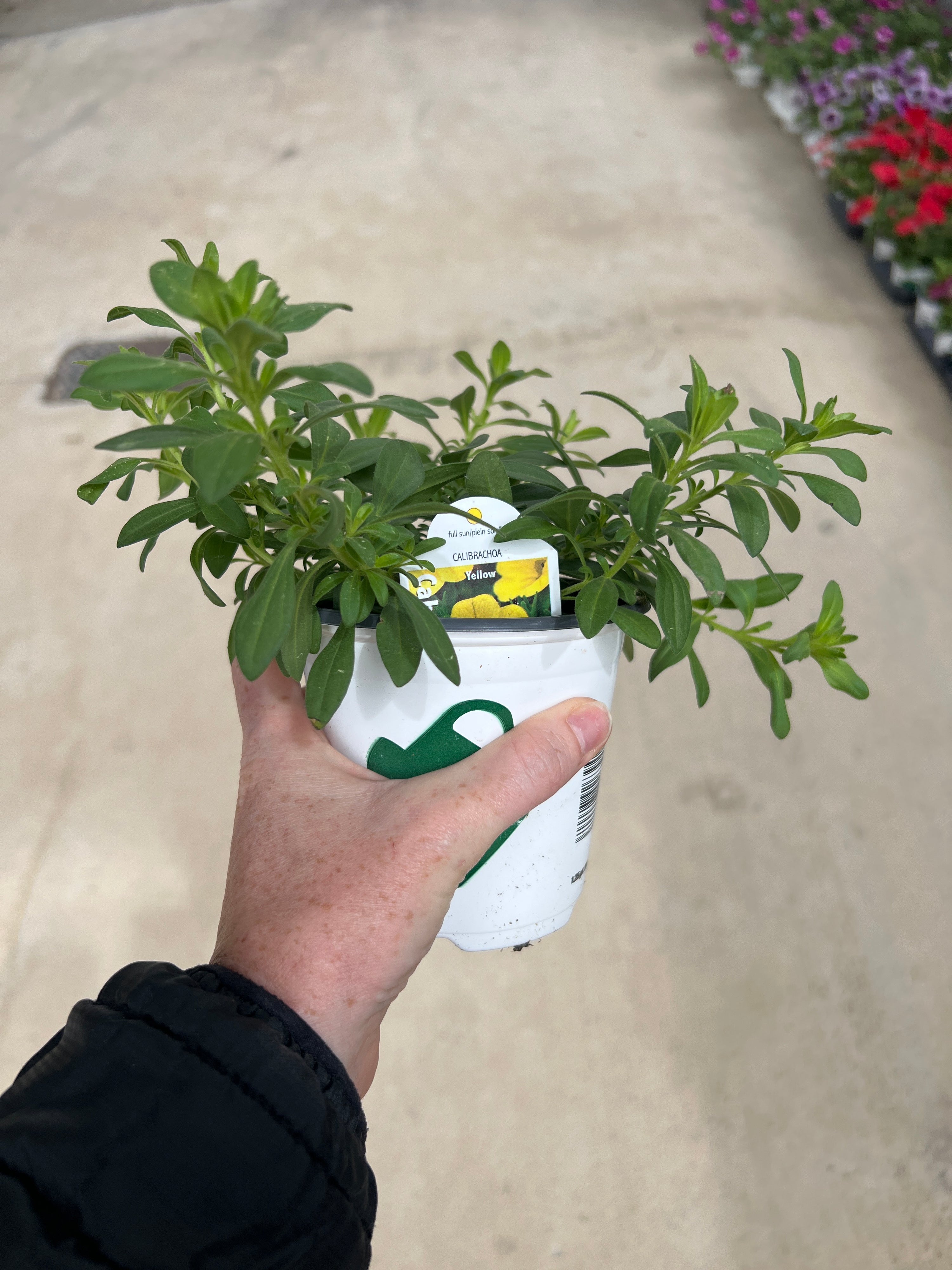 ANNUAL Calibrachoa Cabaret Yellow