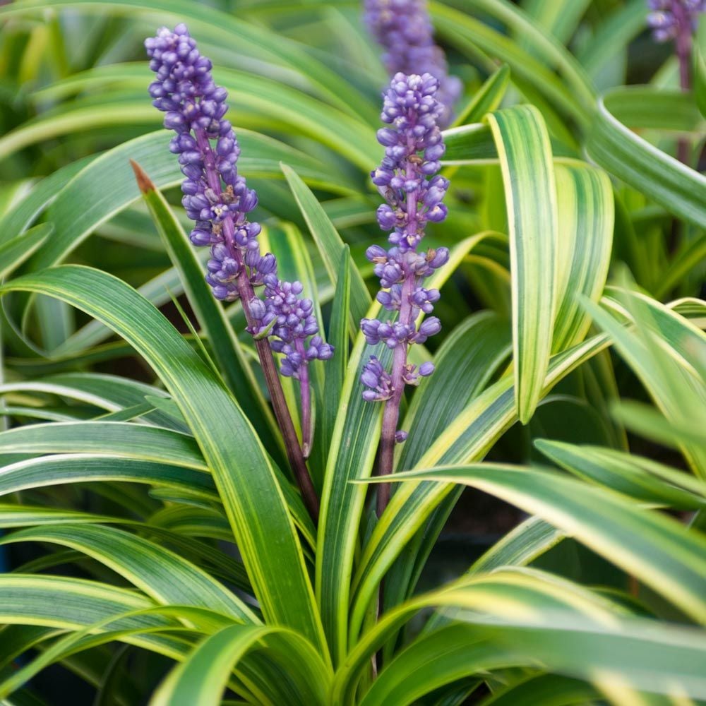 Variegated Monkey Grass