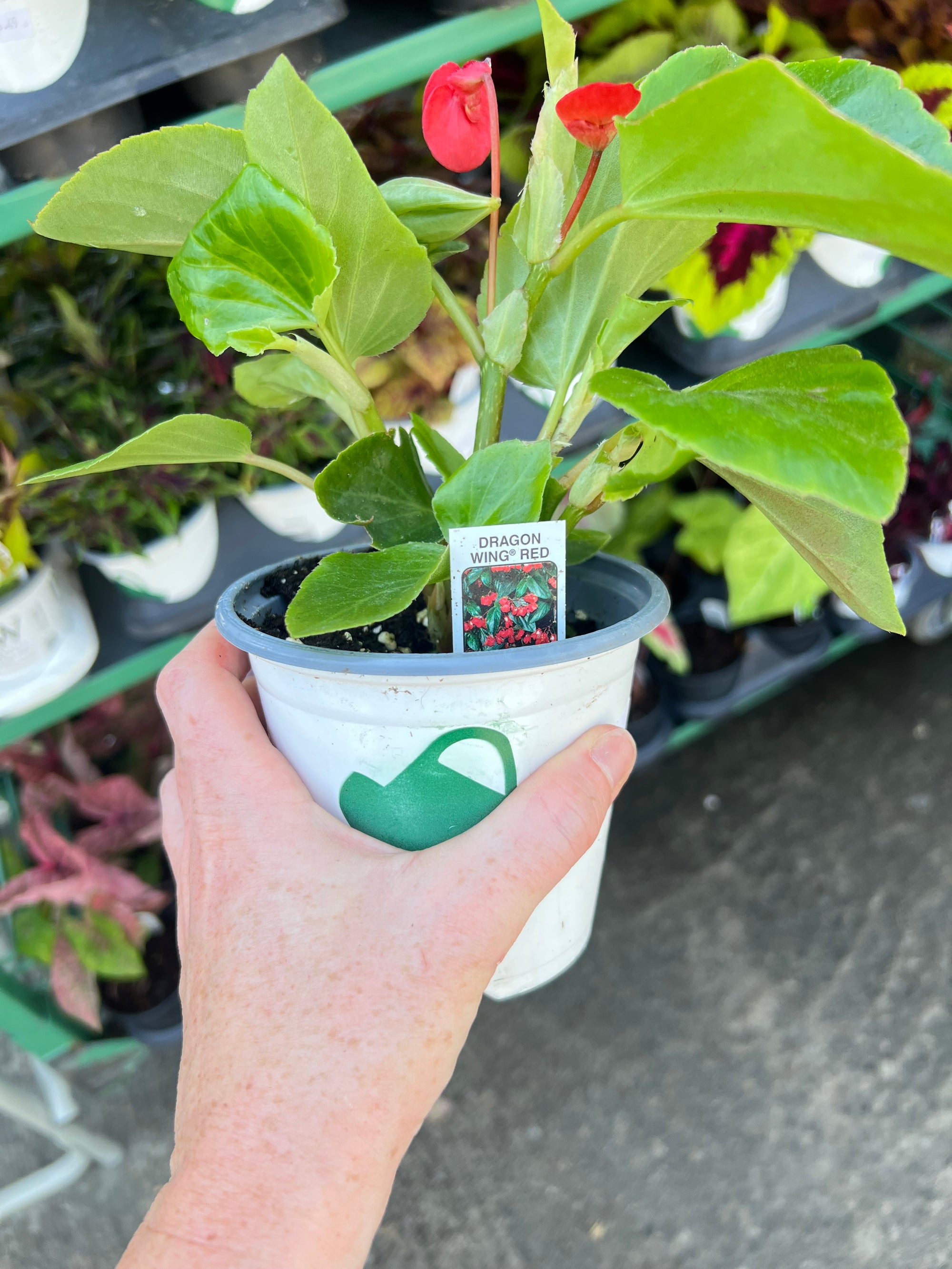 ANNUAL Begonia Dragon Wing Red
