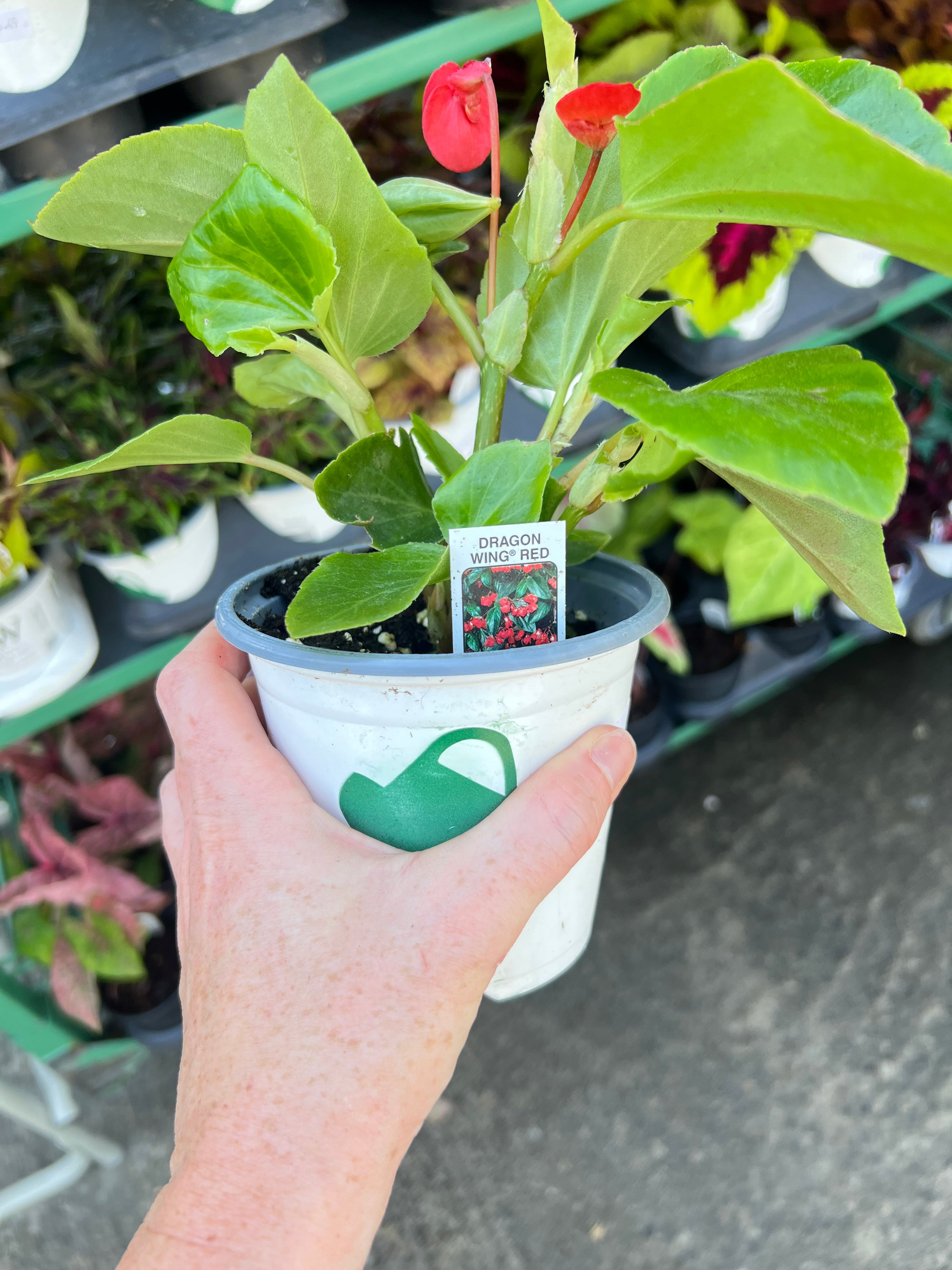 ANNUAL Begonia Dragon Wing Red