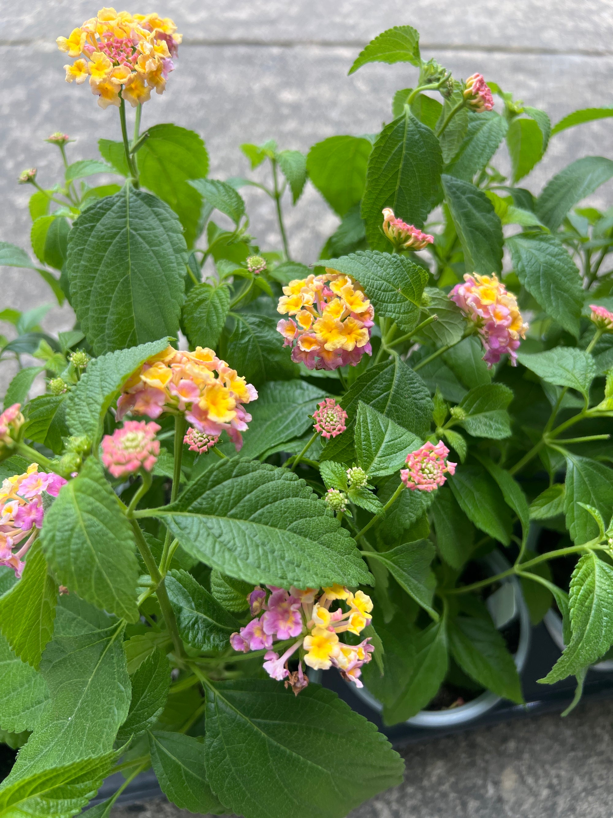 ANNUAL Lantana Lucky Pink