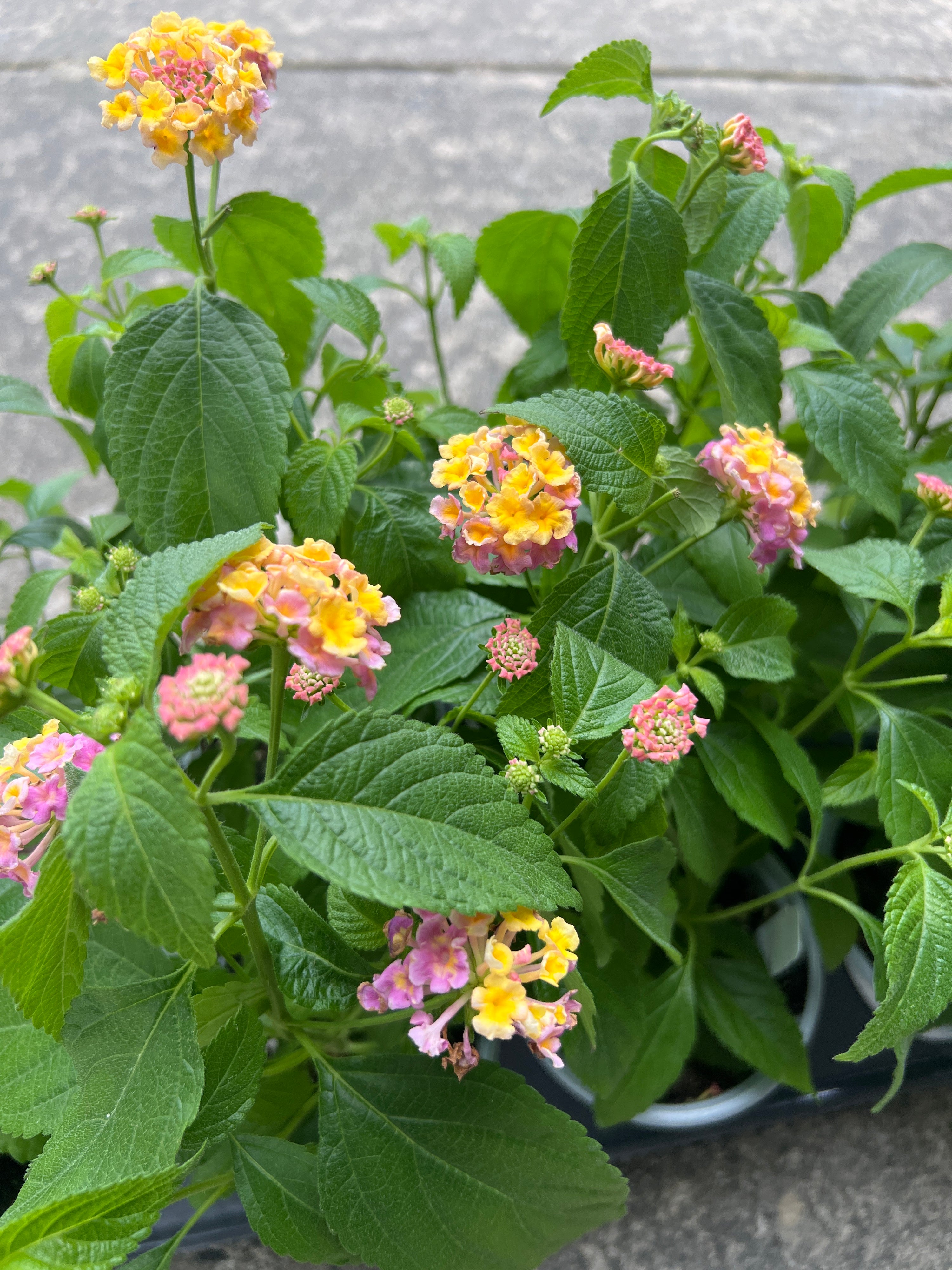 ANNUAL Lantana Lucky Pink