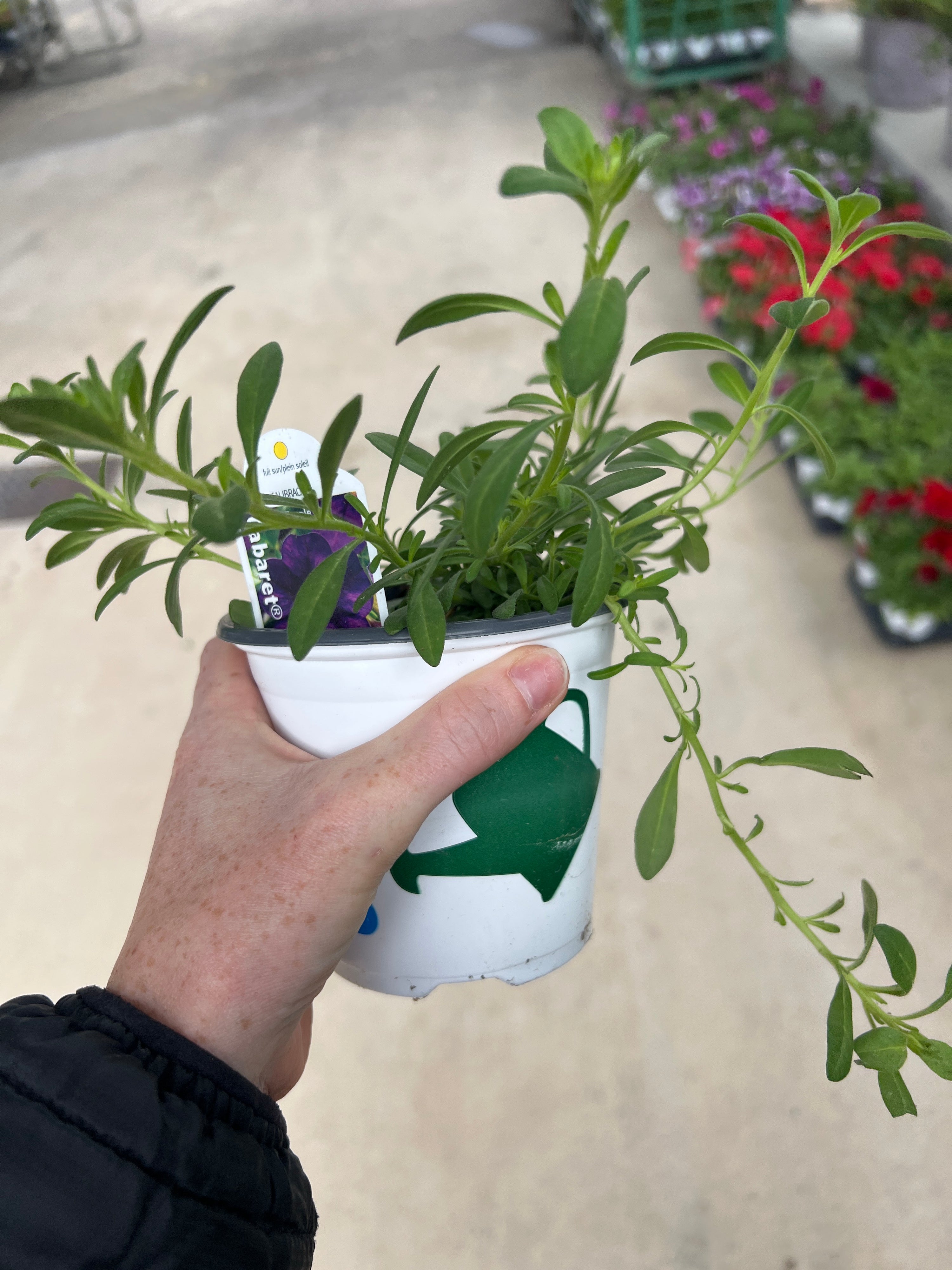 ANNUAL Calibrachoa Cabaret Purple