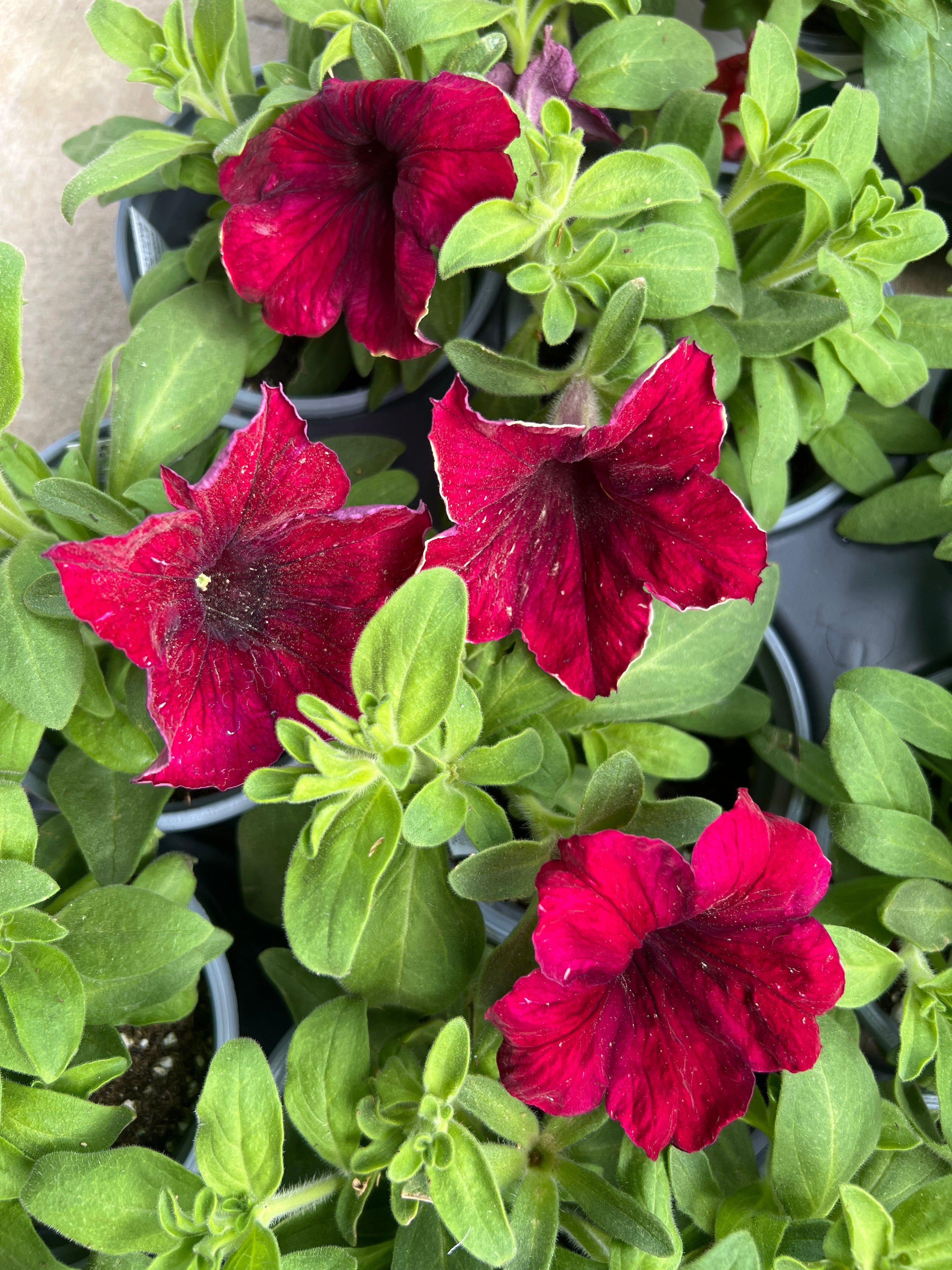 ANNUAL Petunia Crazytunia Mandeville