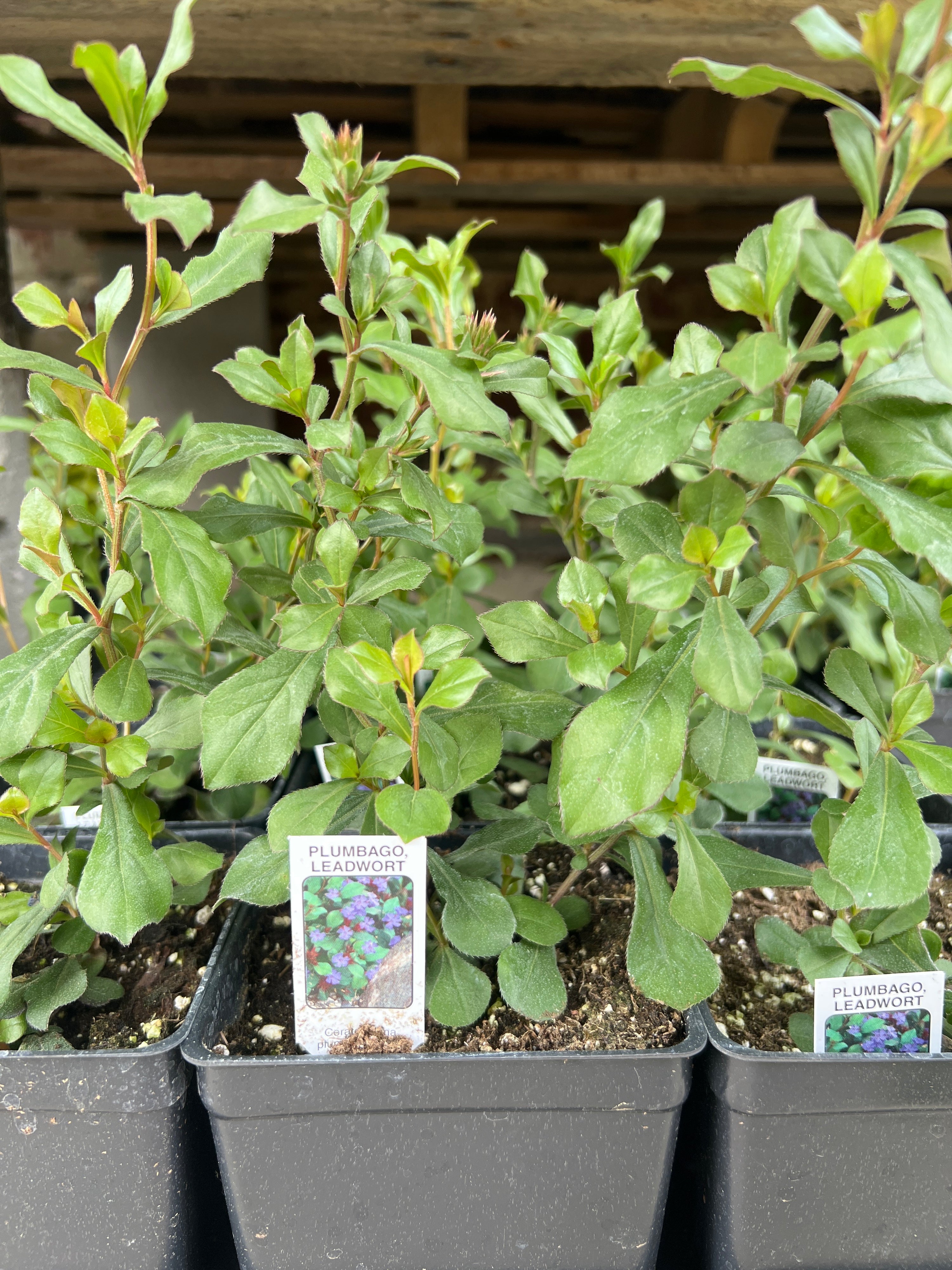 PERENNIAL Ceratostigma Plumbaginoides