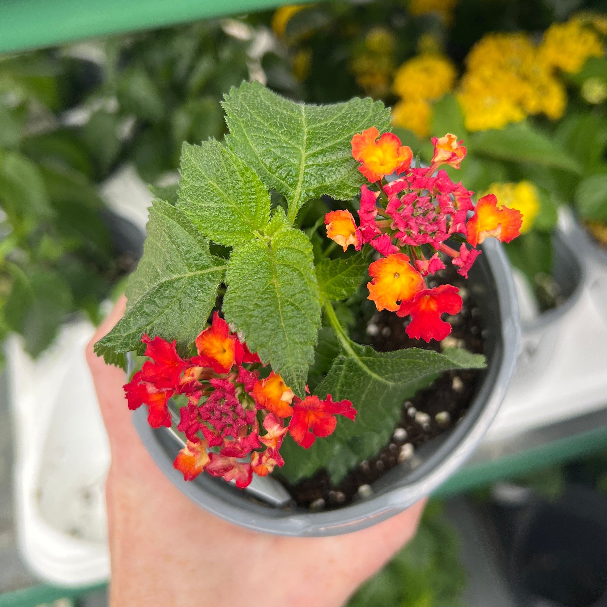 ANNUAL Luscious Royal Red Zone Lantana PW