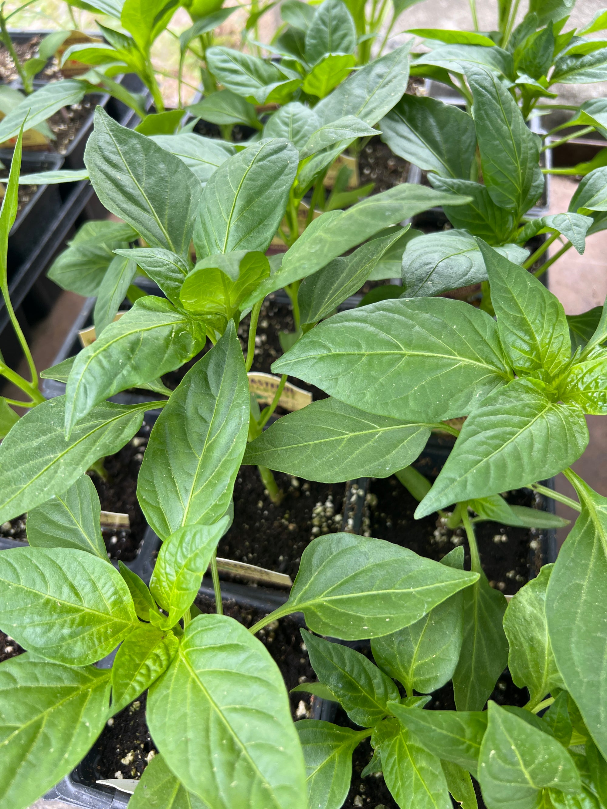 HARVEST Peppers California Wonder Golden