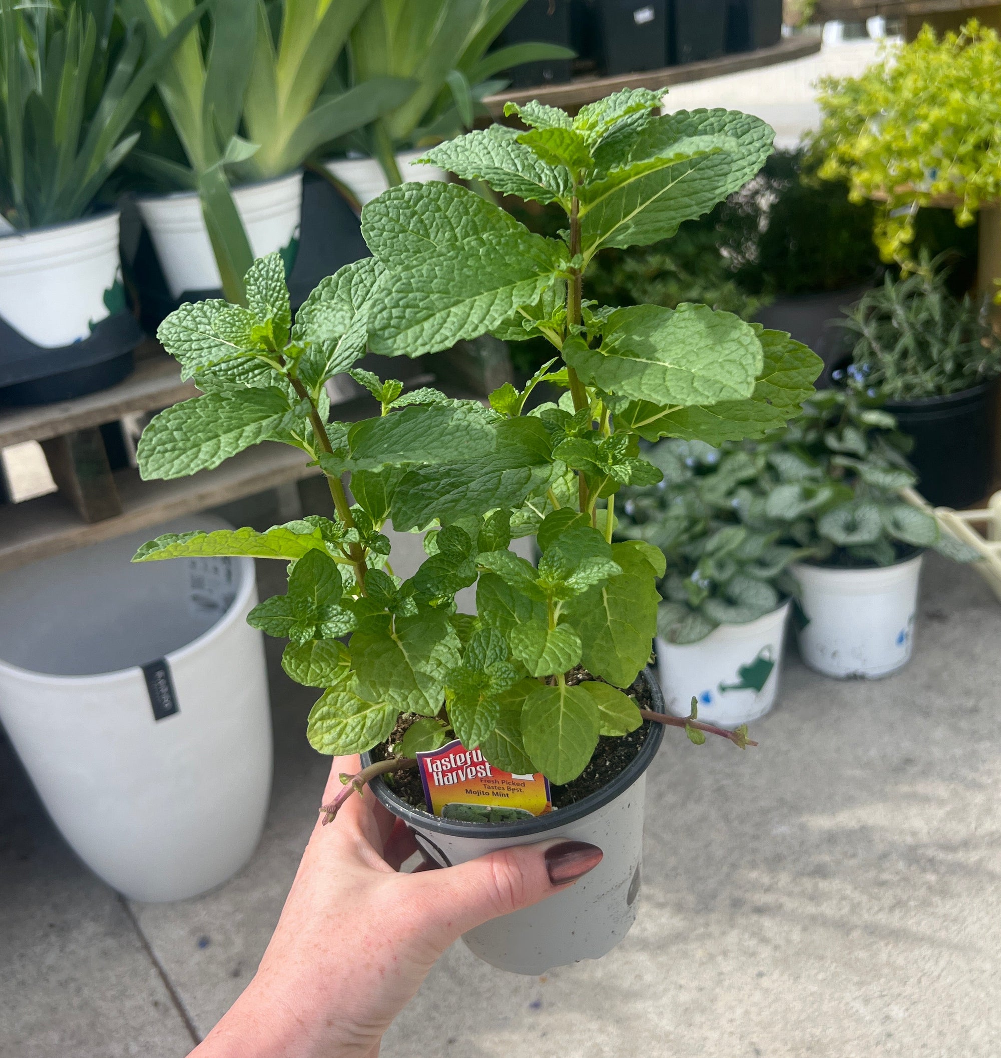 HERB 'Mojito' Mint
