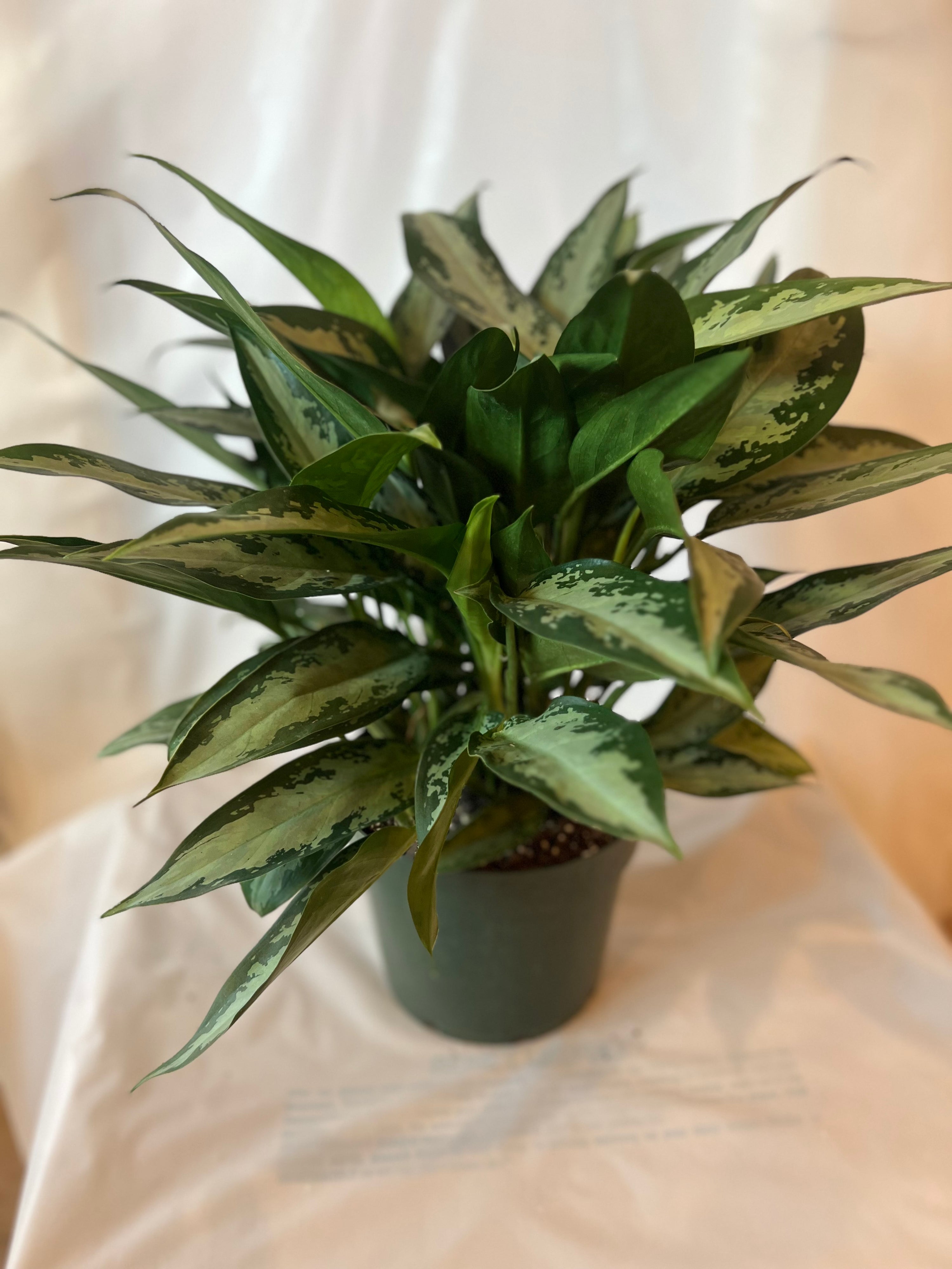 Aglaonema Jubilee 8”