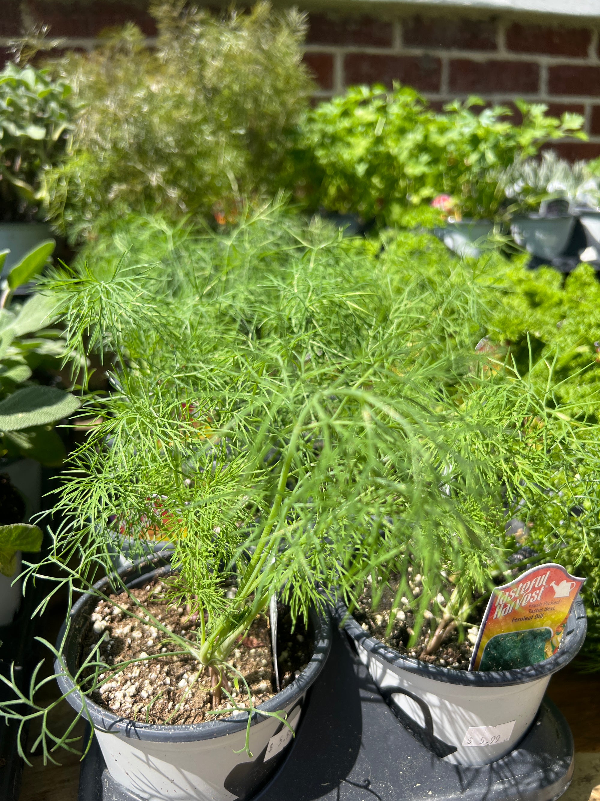 HERB Fernleaf Dill