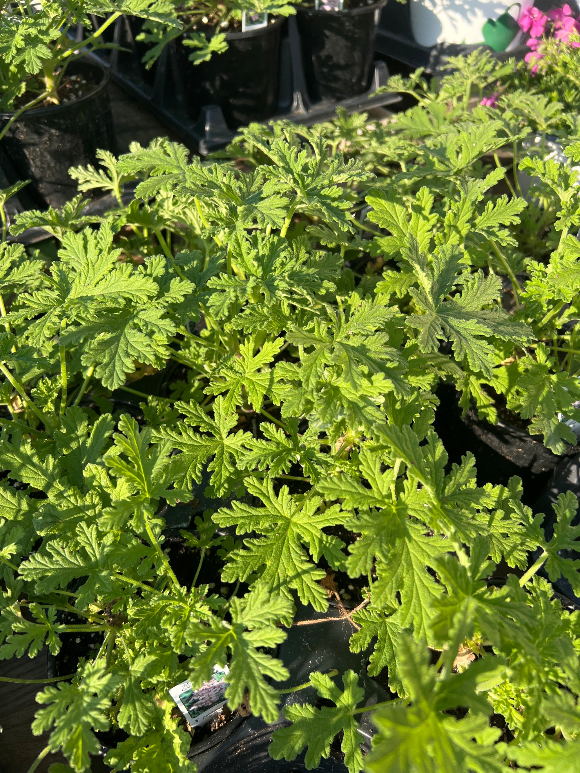 ANNUAL Geranium 'Citronella'