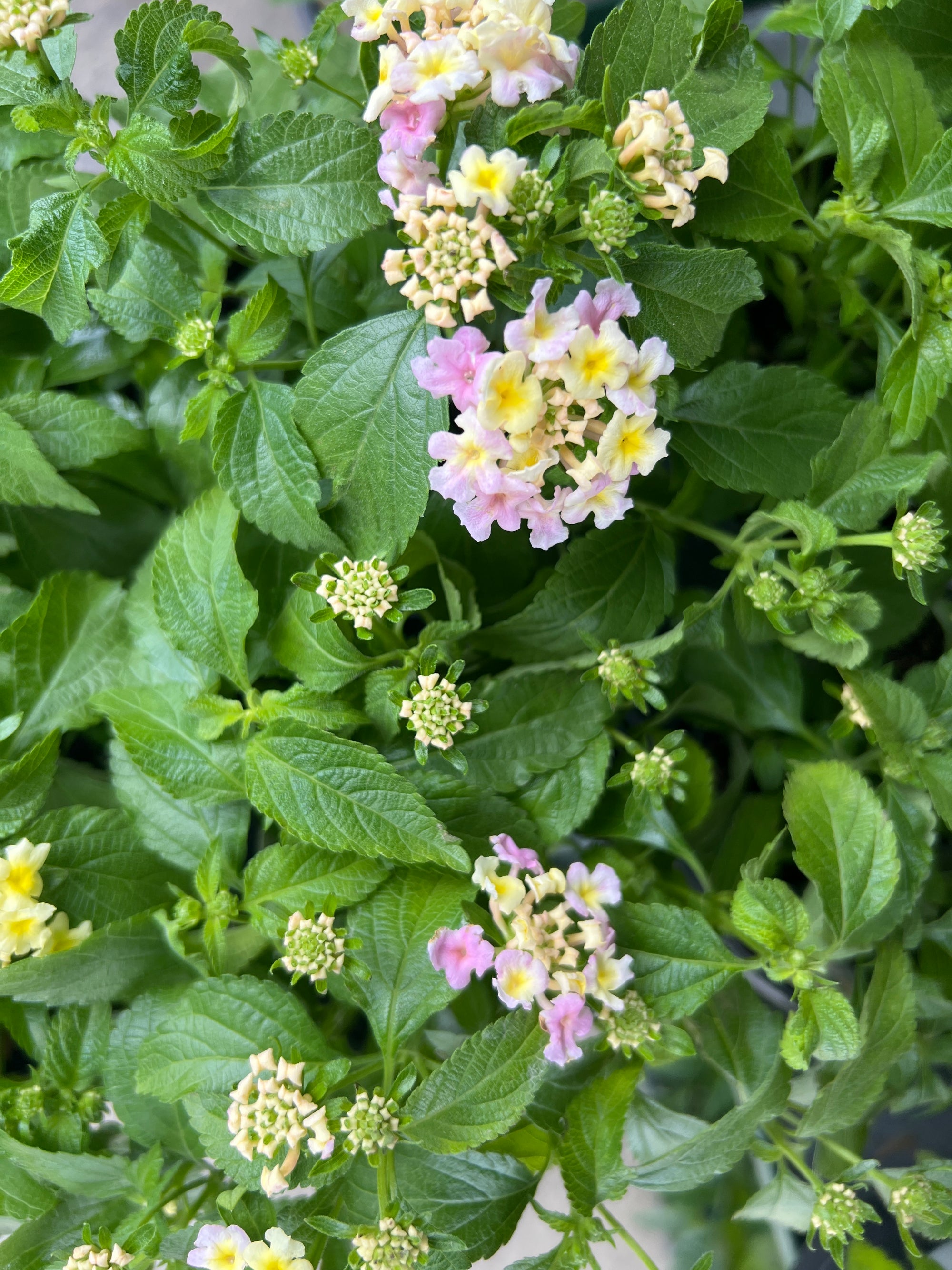 ANNUAL Lantana Little Lucky Lavender