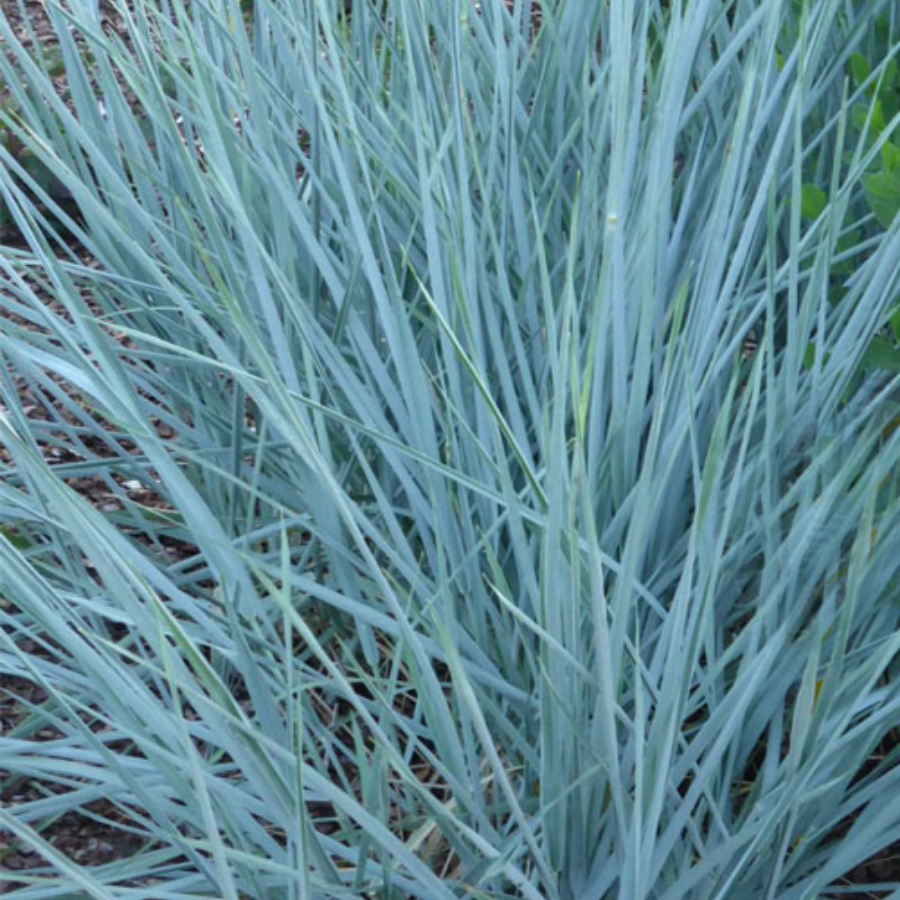 Blue Dune Lyme Grass