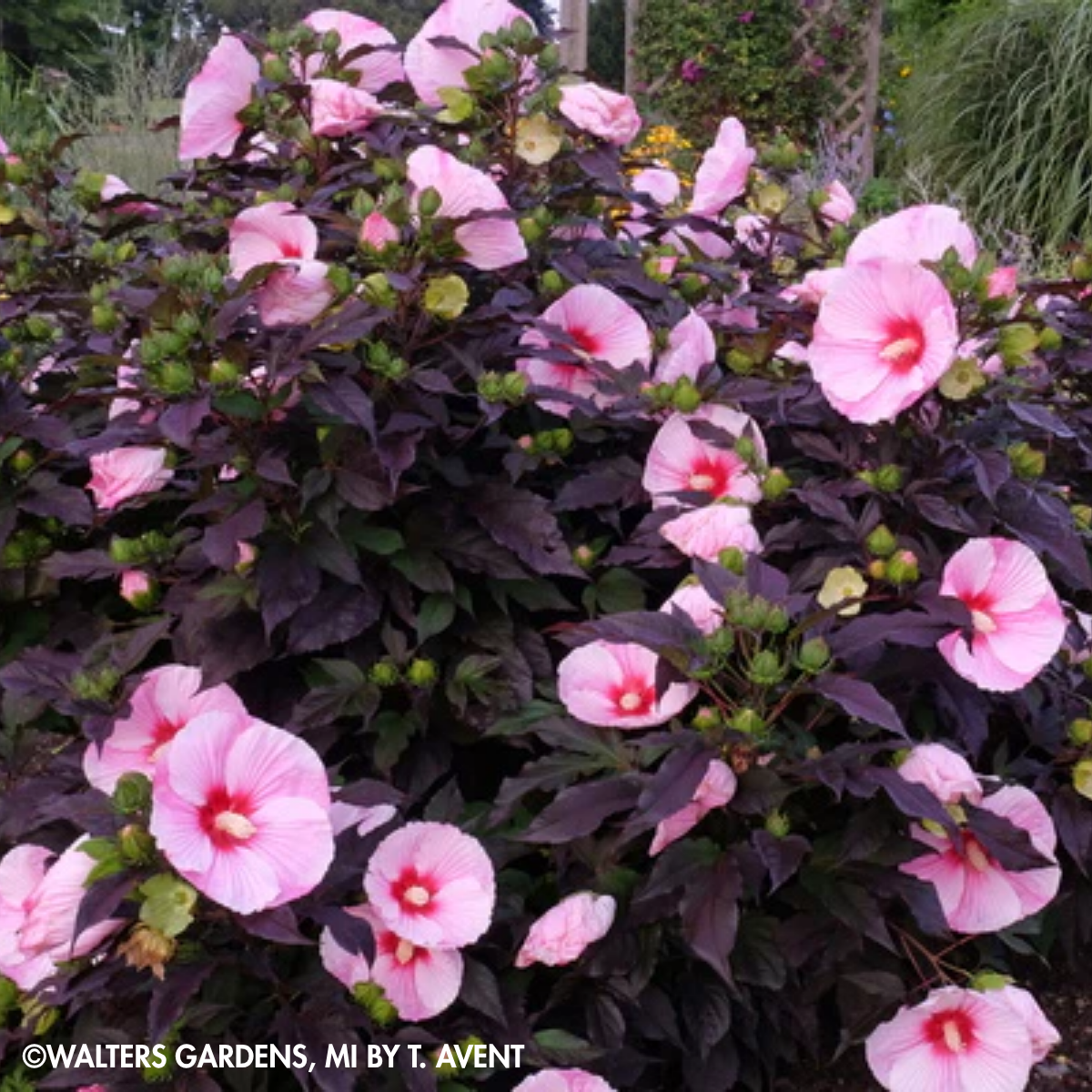 PERENNIAL Hibiscus ‘Starry Starry Night’