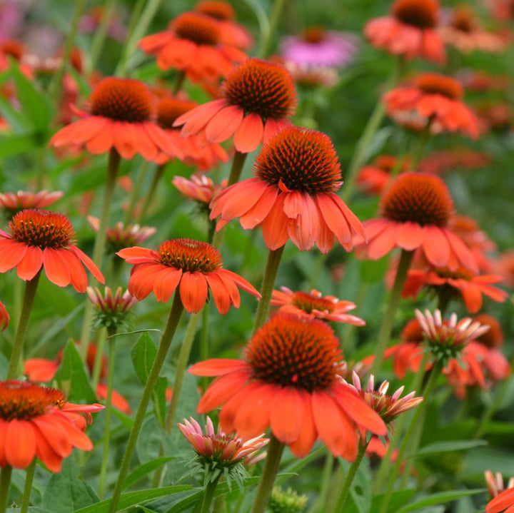 Echinacea Flamenco Orange
