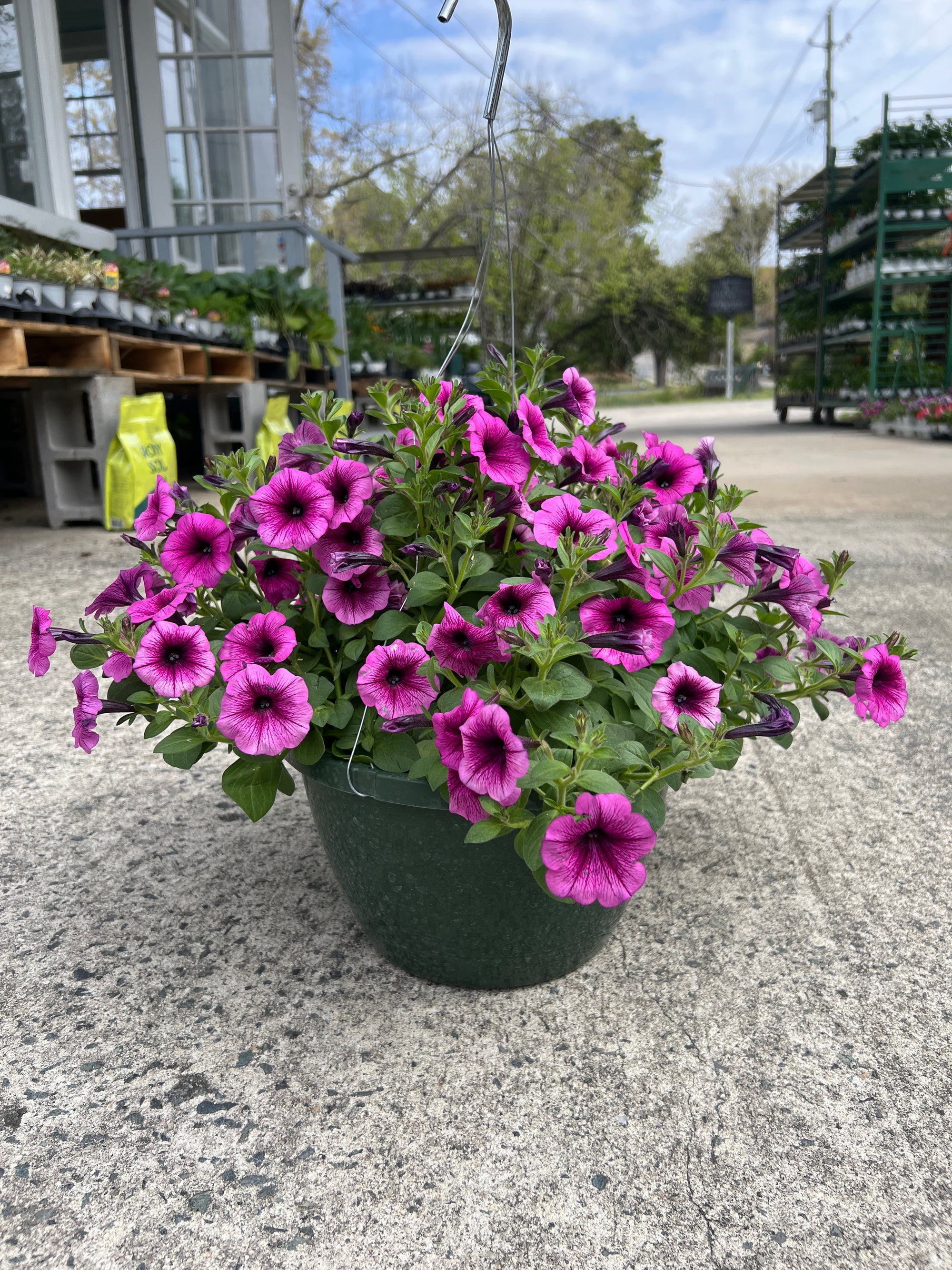 ANNUAL Petunia Color Rush Pink HB