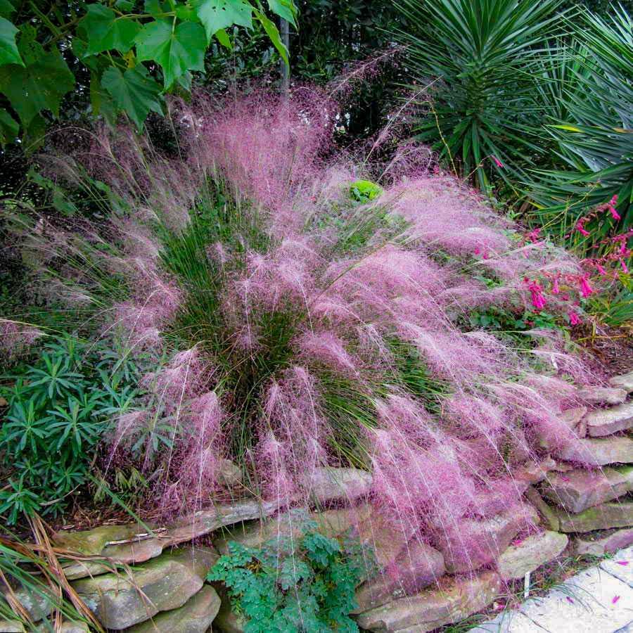 ‘Ruby’ Muhly Grass