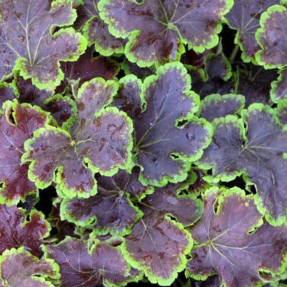 Close-up of purple leaves with green edges
