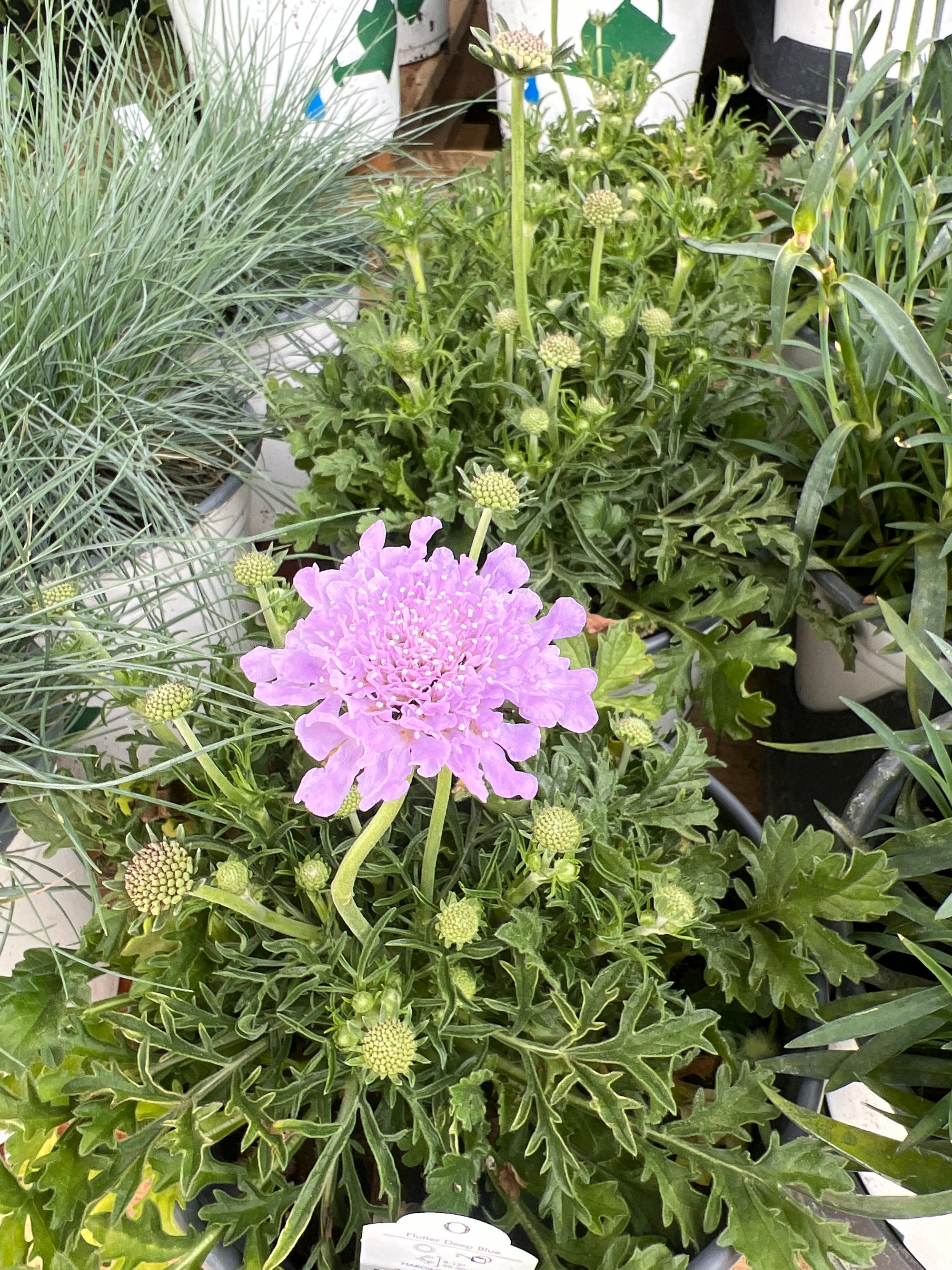 PERENNIAL Scabiosa 'Flutter Deep Blue'