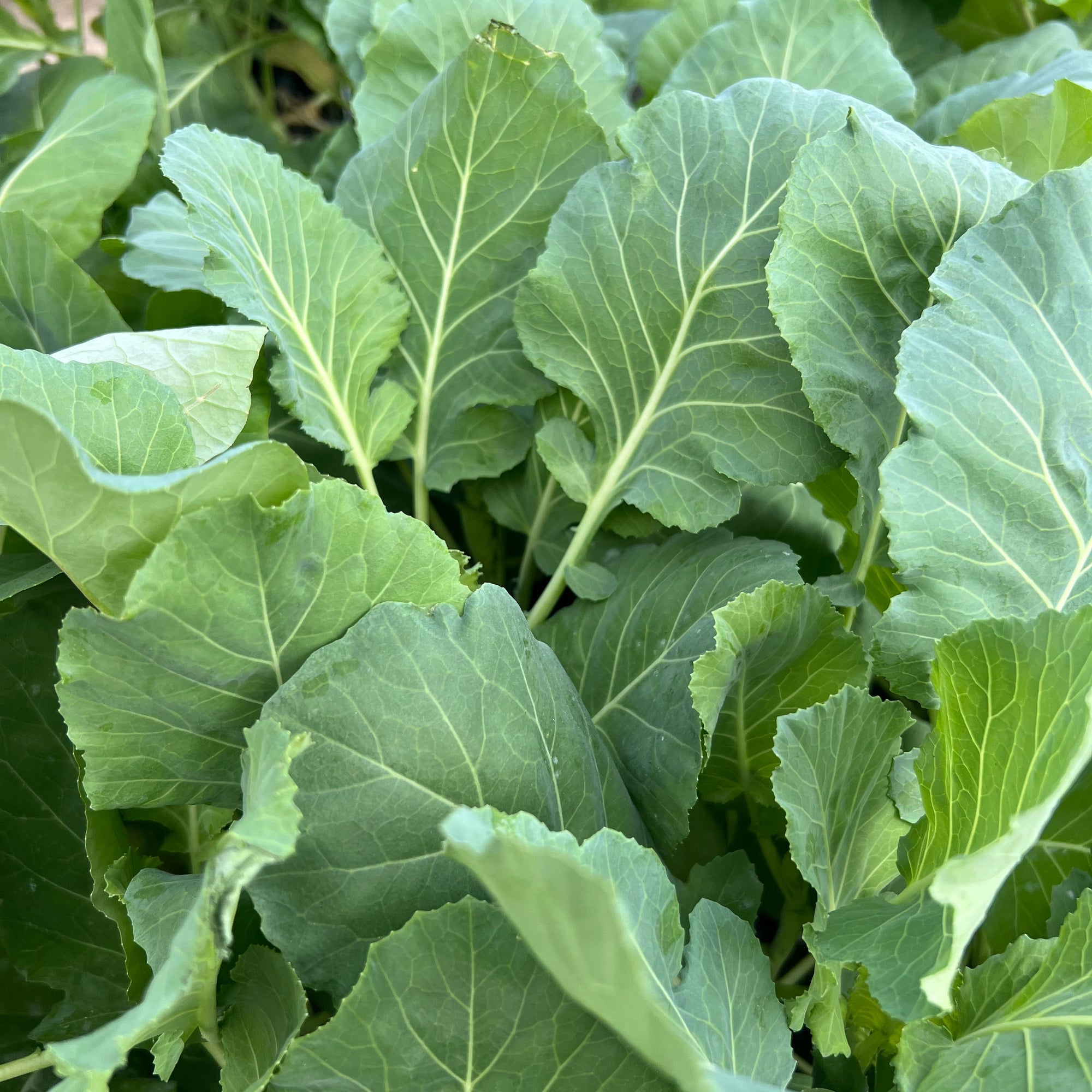 VEGETABLE Collards 'Top Bunch'