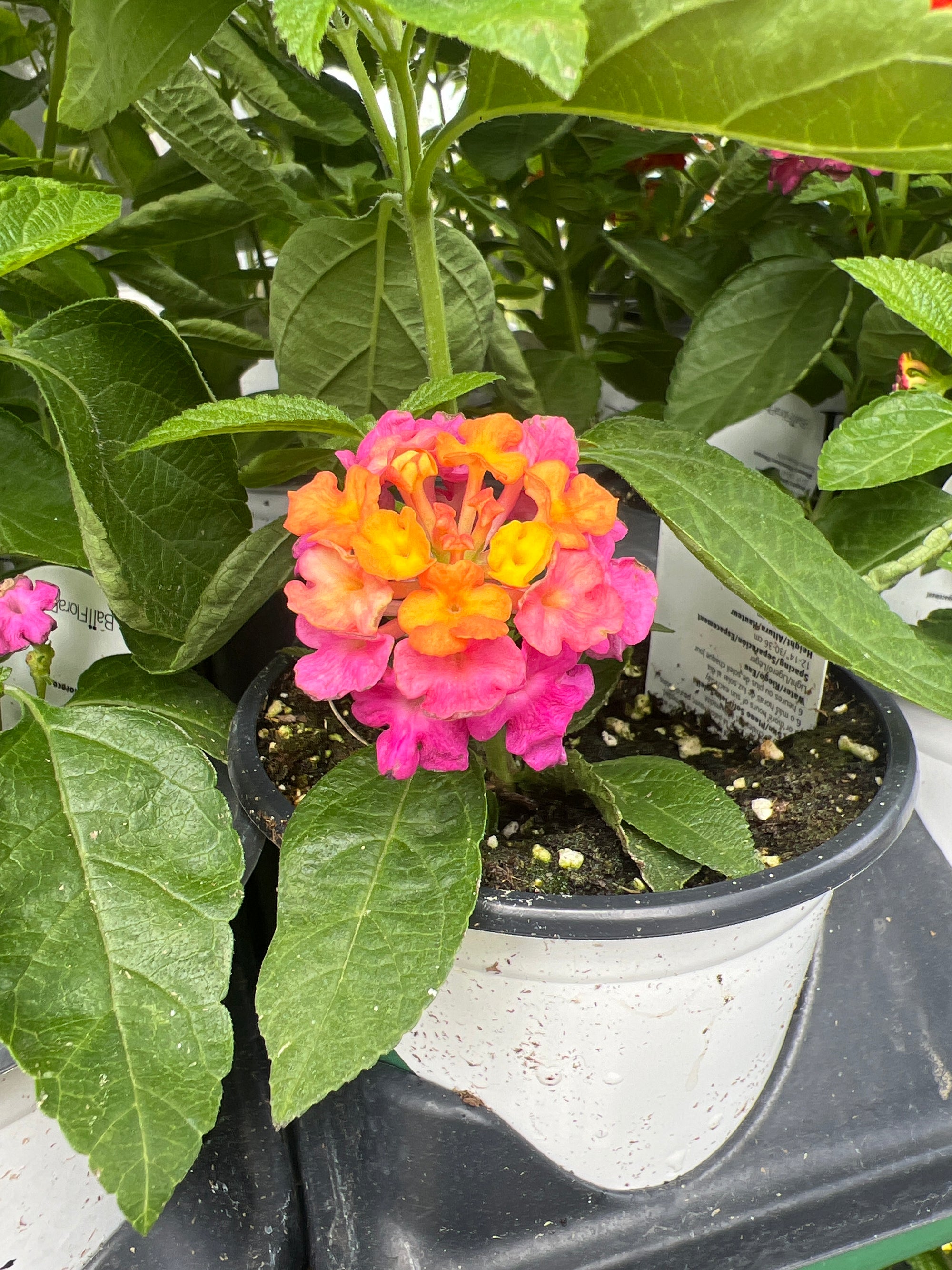 ANNUAL Lantana Lucky Sunrise Rose