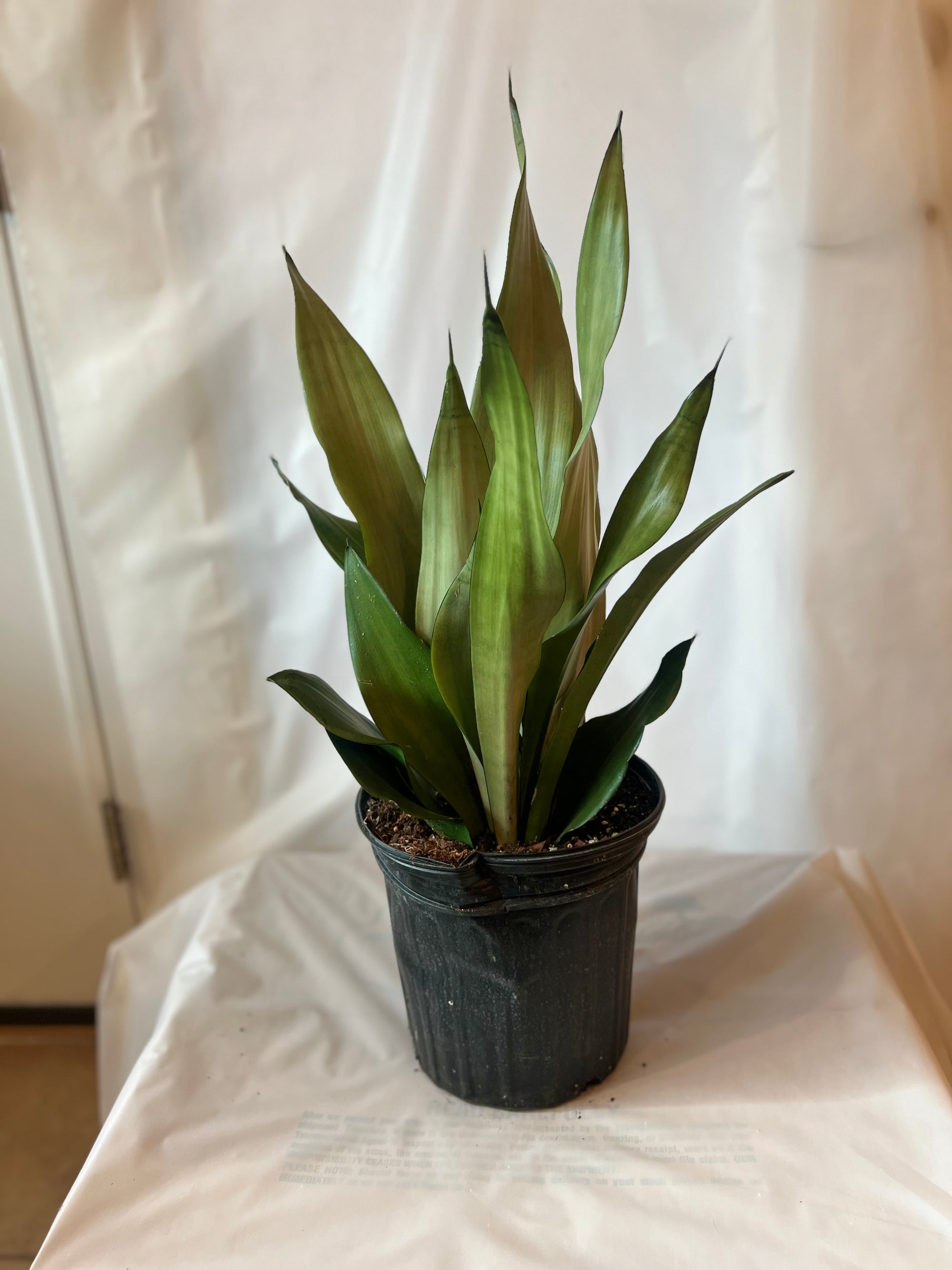 SANSEVIERIA Moonshine 10”