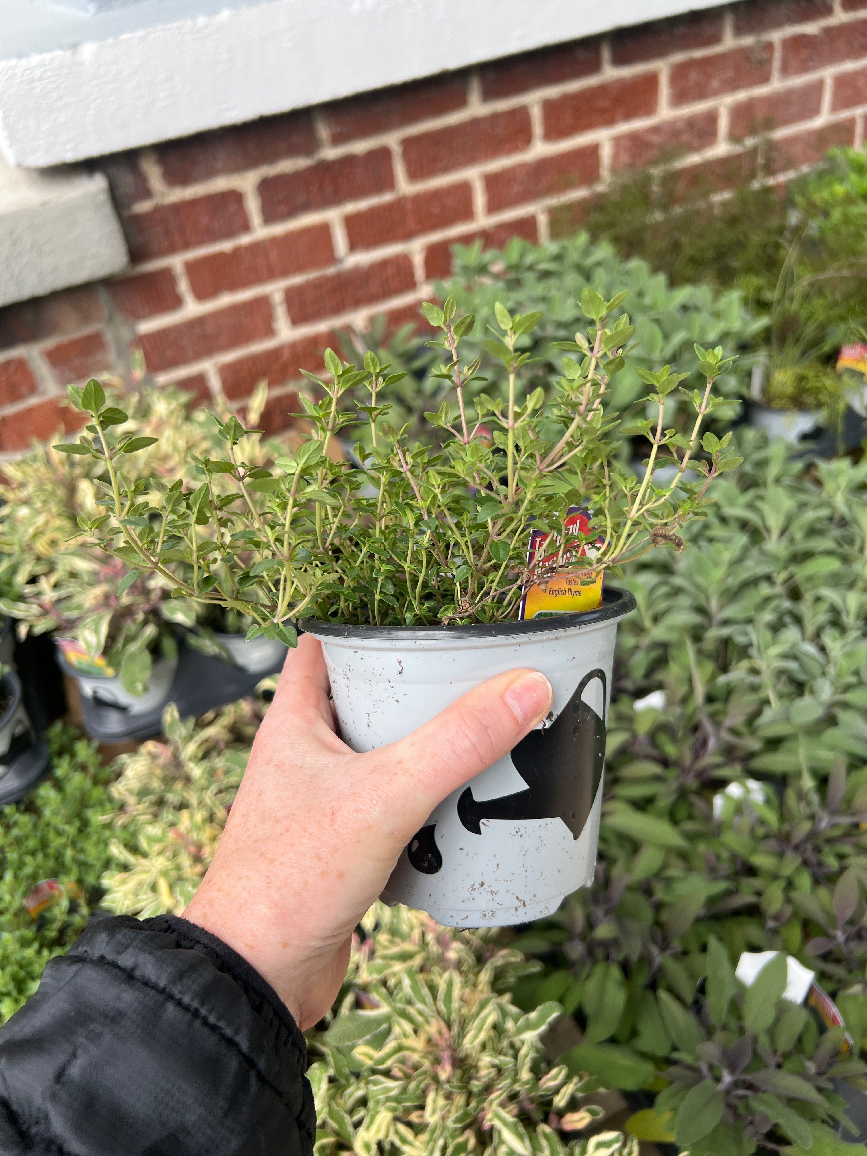 HERB 'English' Thyme