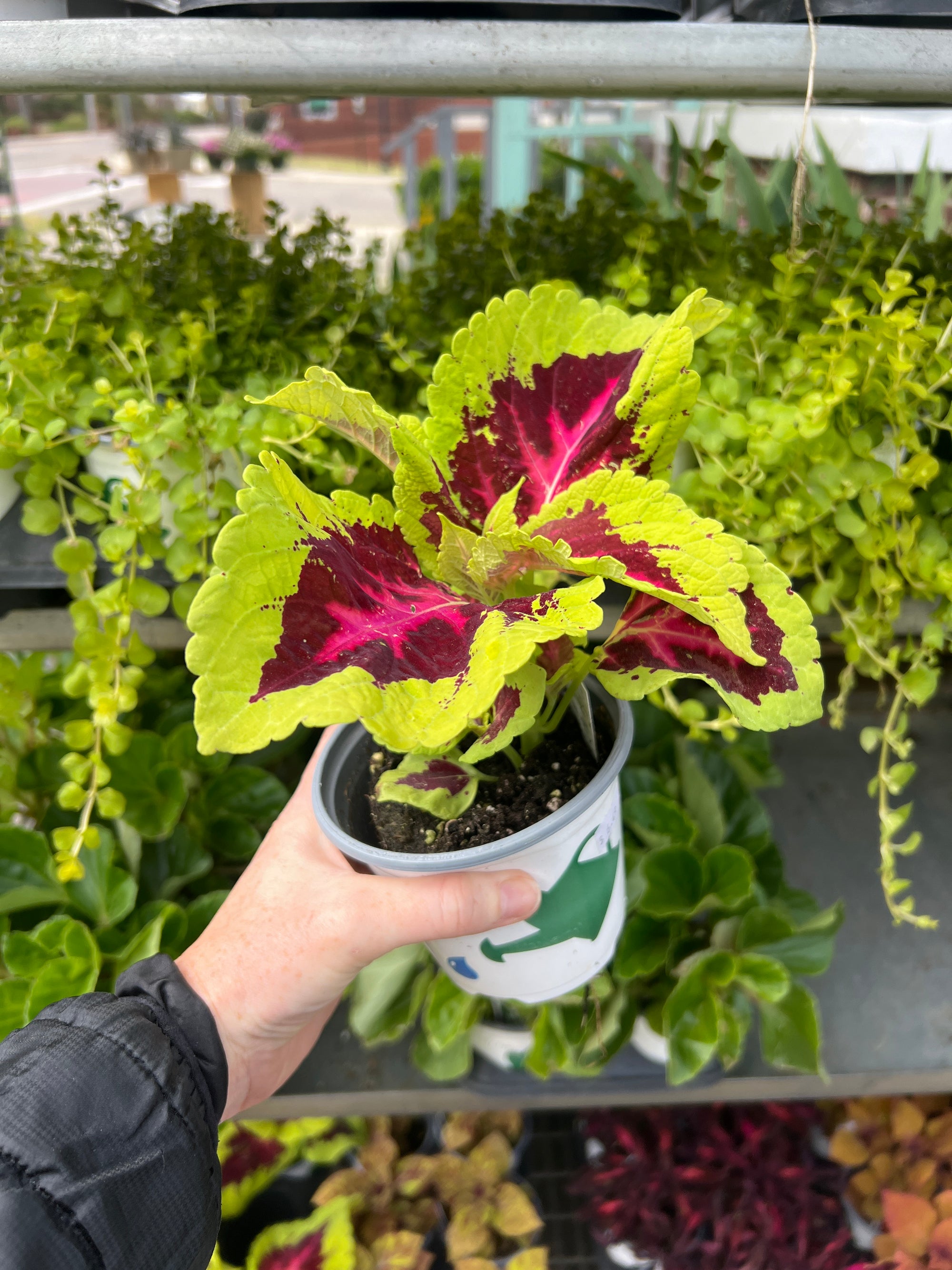 ANNUAL Coleus Kong jr Rose