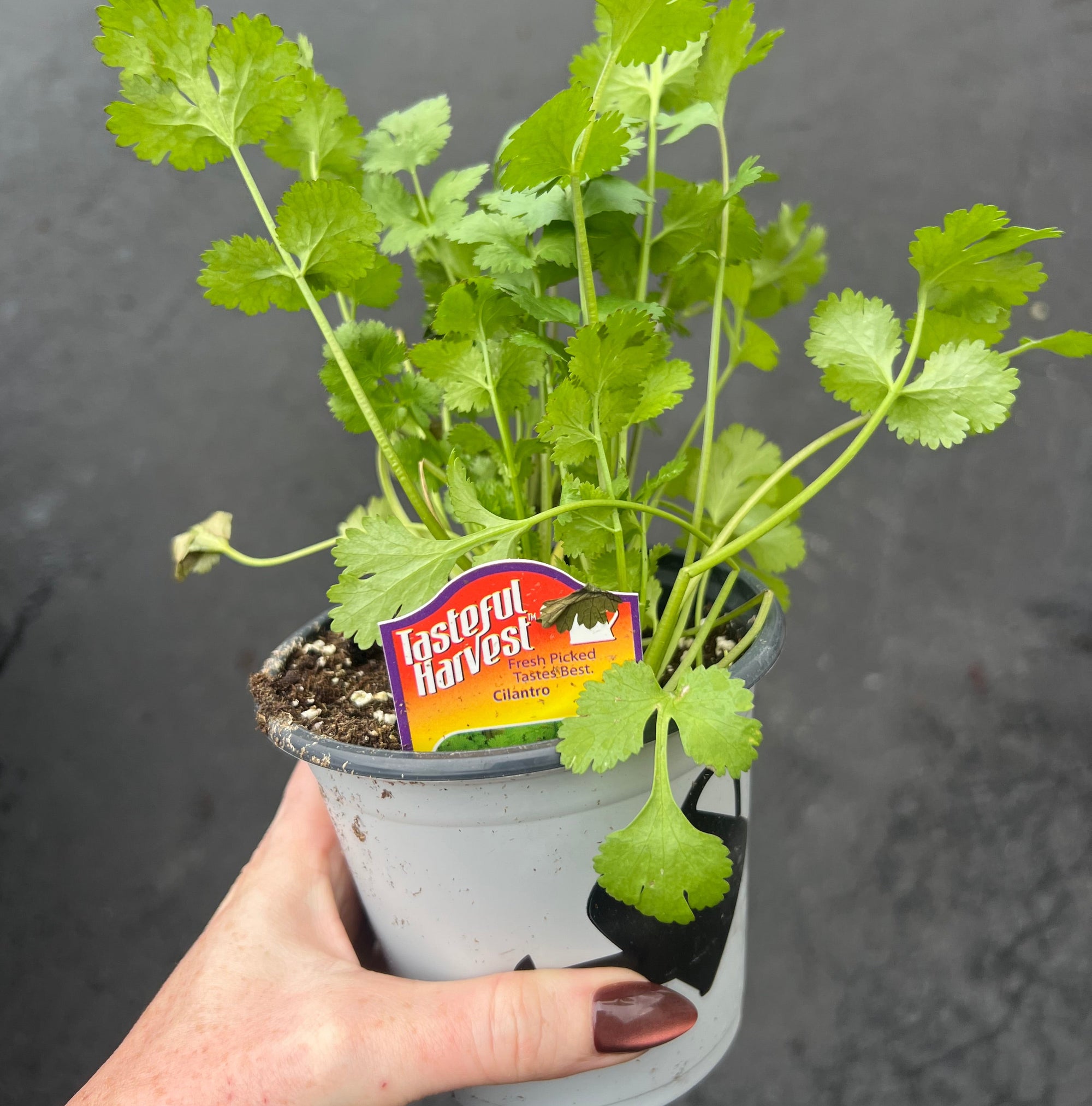 HERB Cilantro