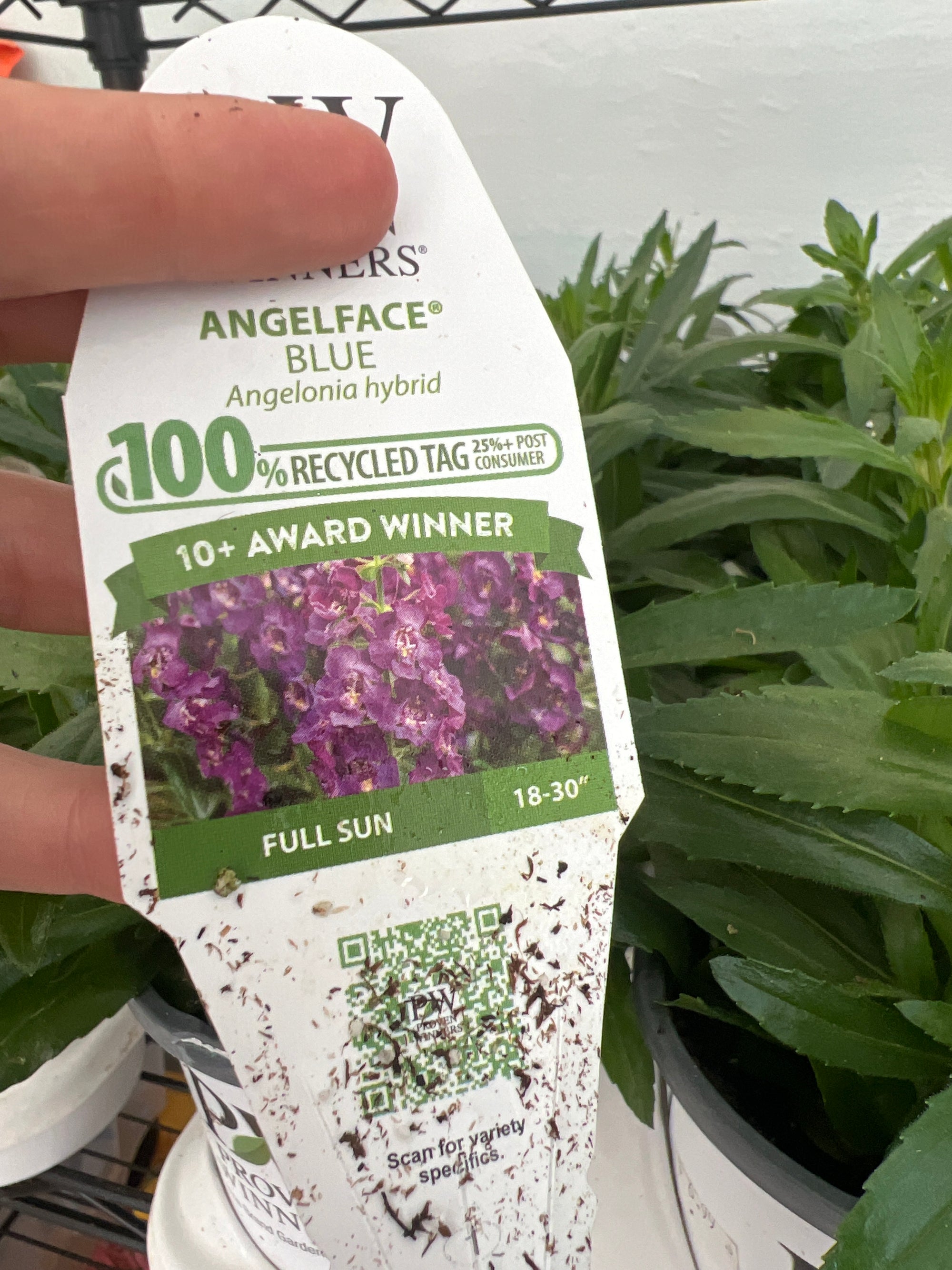 ANNUAL Angelface Blue PW